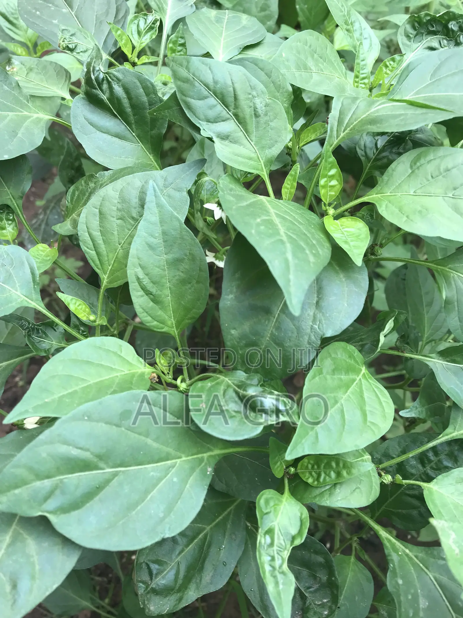 Pepper Plants