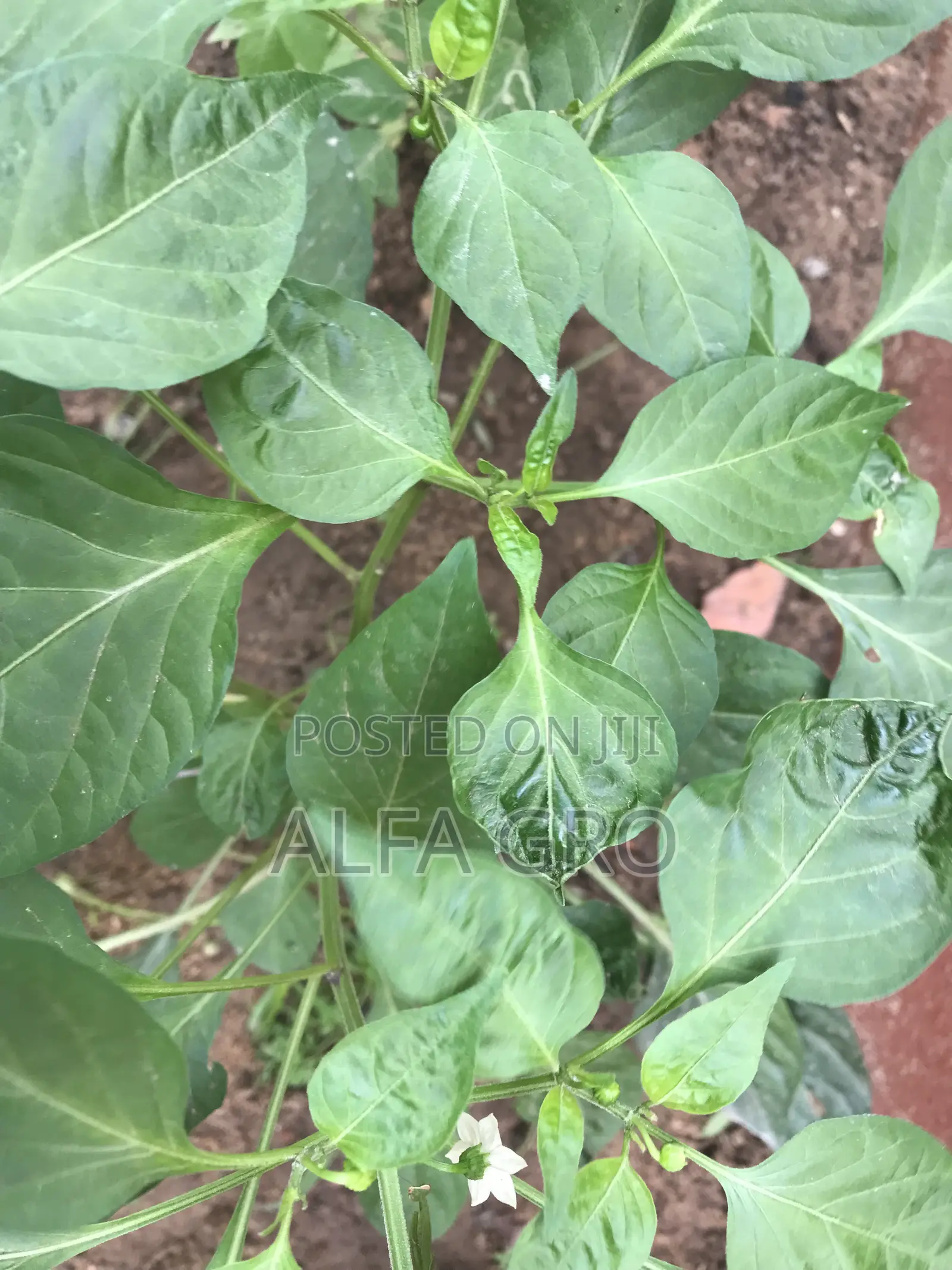 Pepper Plants