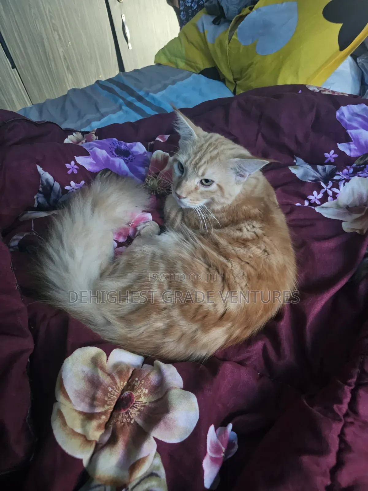 6-12 months Male Purebred Maine Coon