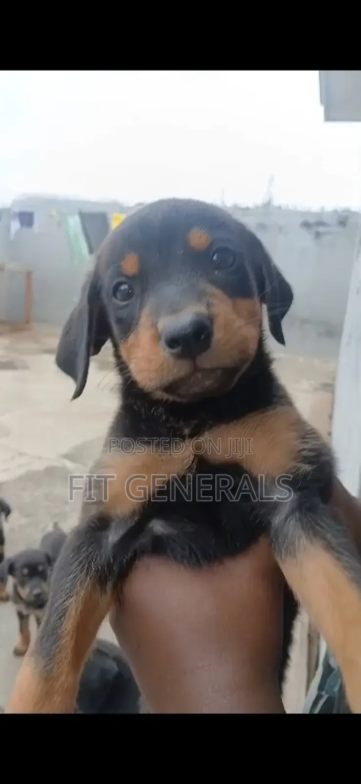 1-3 months Female Mixed Breed Doberman Pinscher