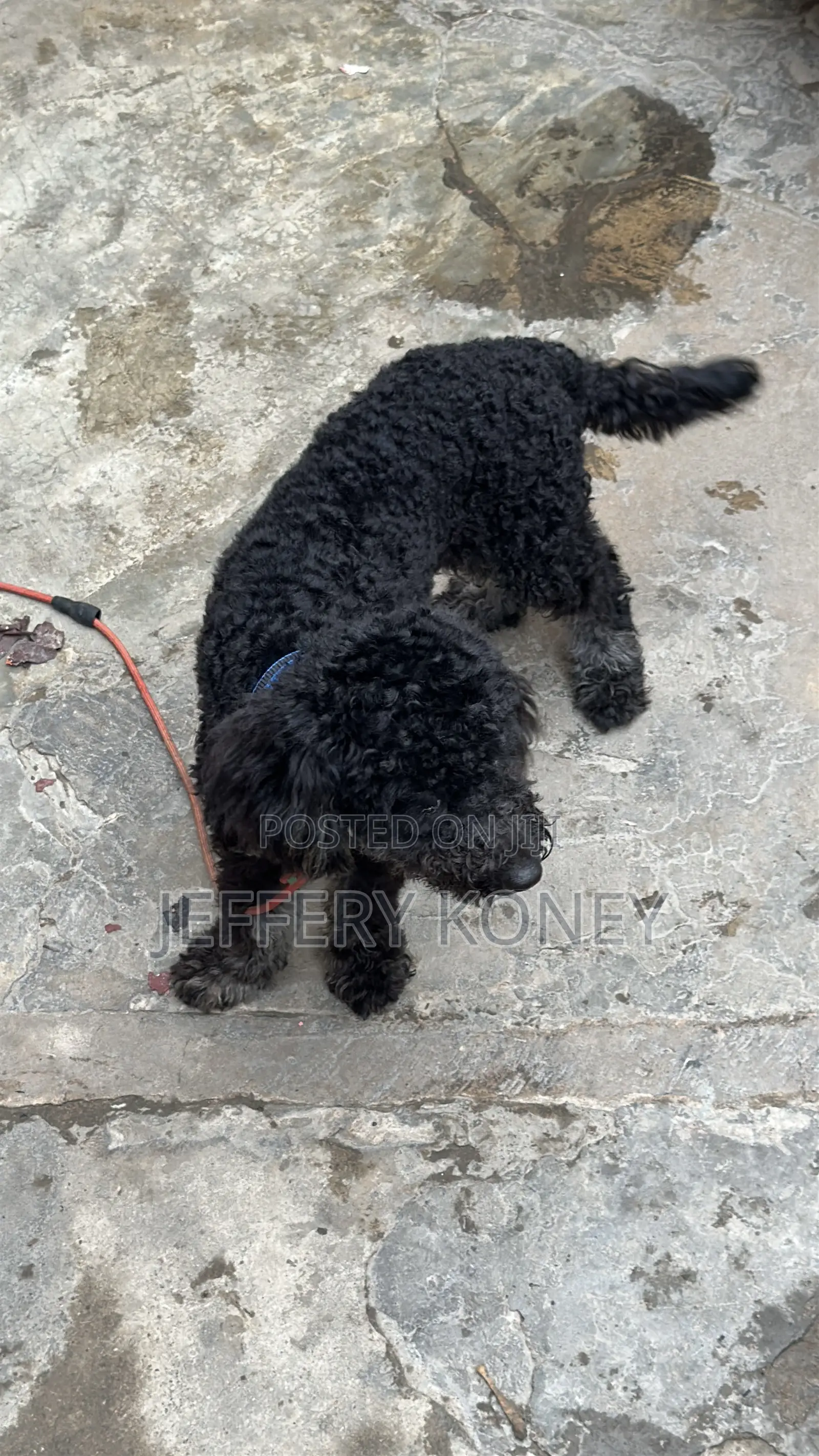 6-12 months Male Purebred Poodle