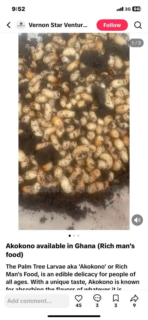 Akokono (Edible Palm Tree Larvae)