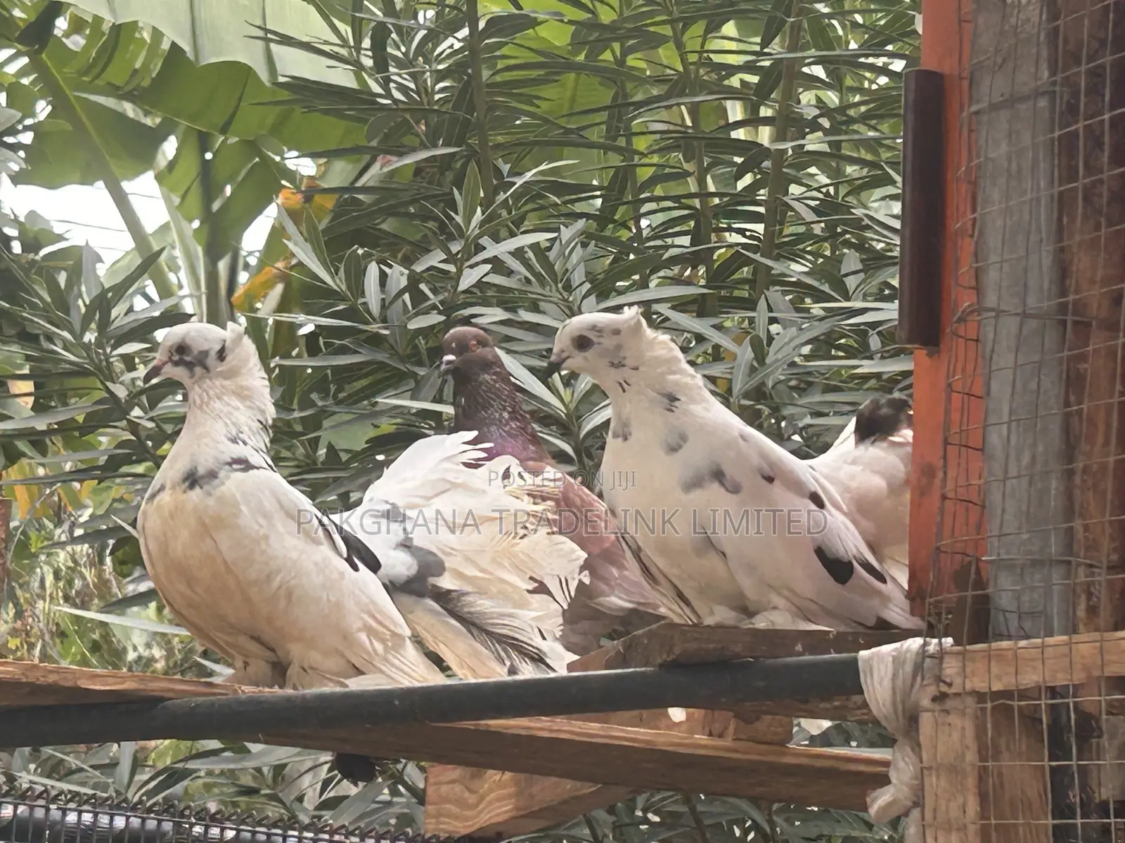 Indian Fantail and Lahore Pigeons