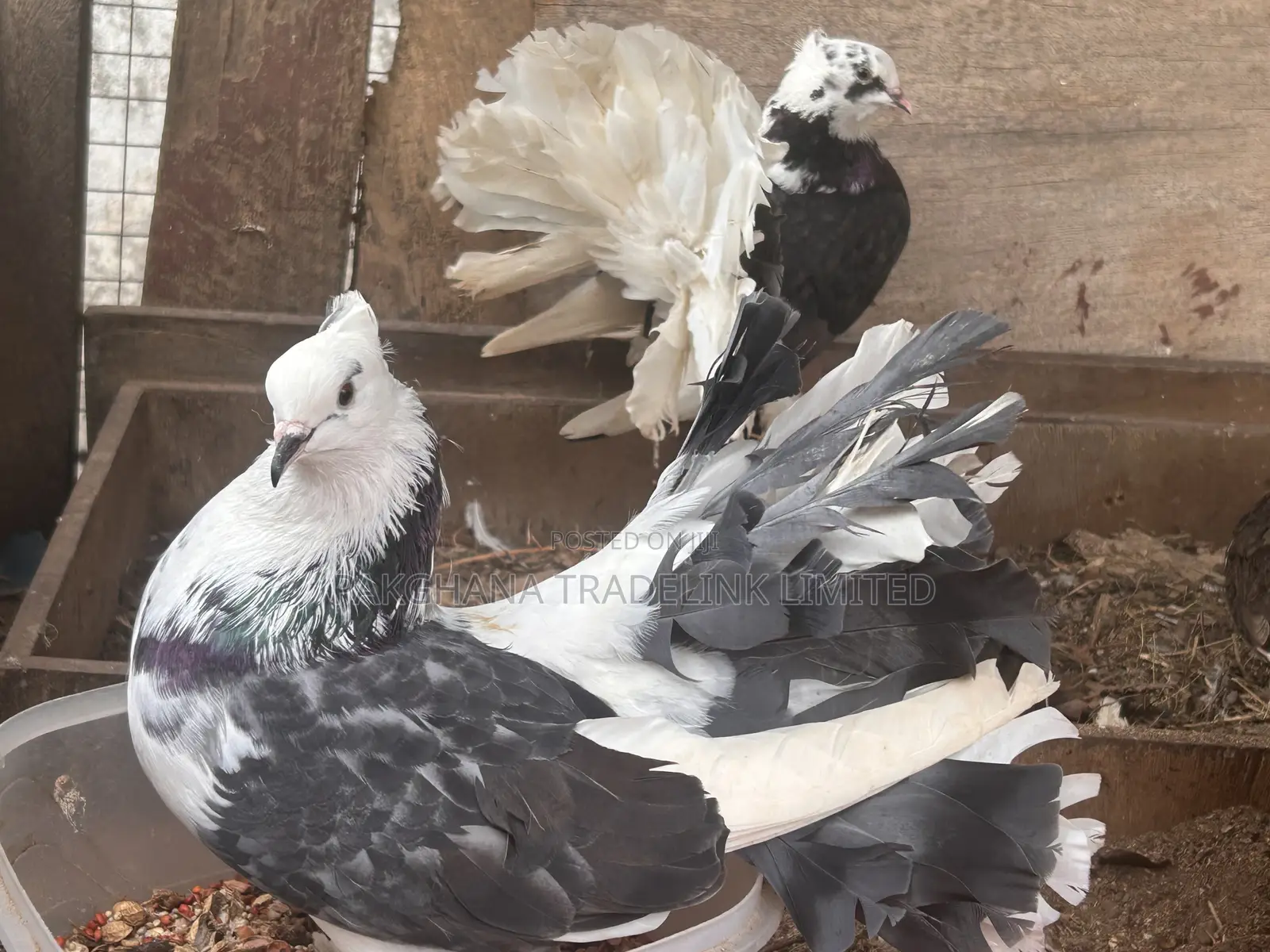 Indian Fantail and Lahore Pigeons