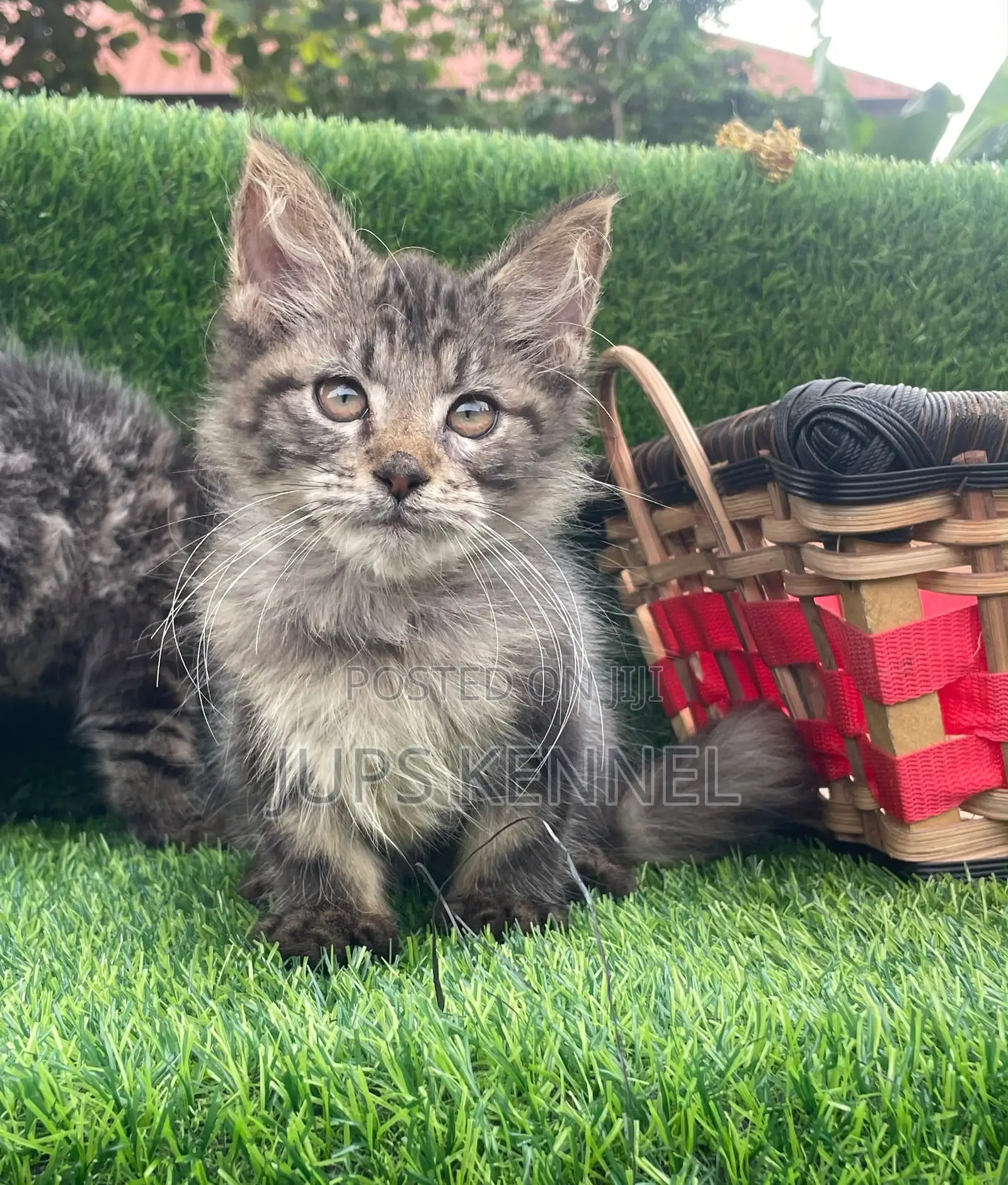 1-3 months Male Purebred Maine Coon