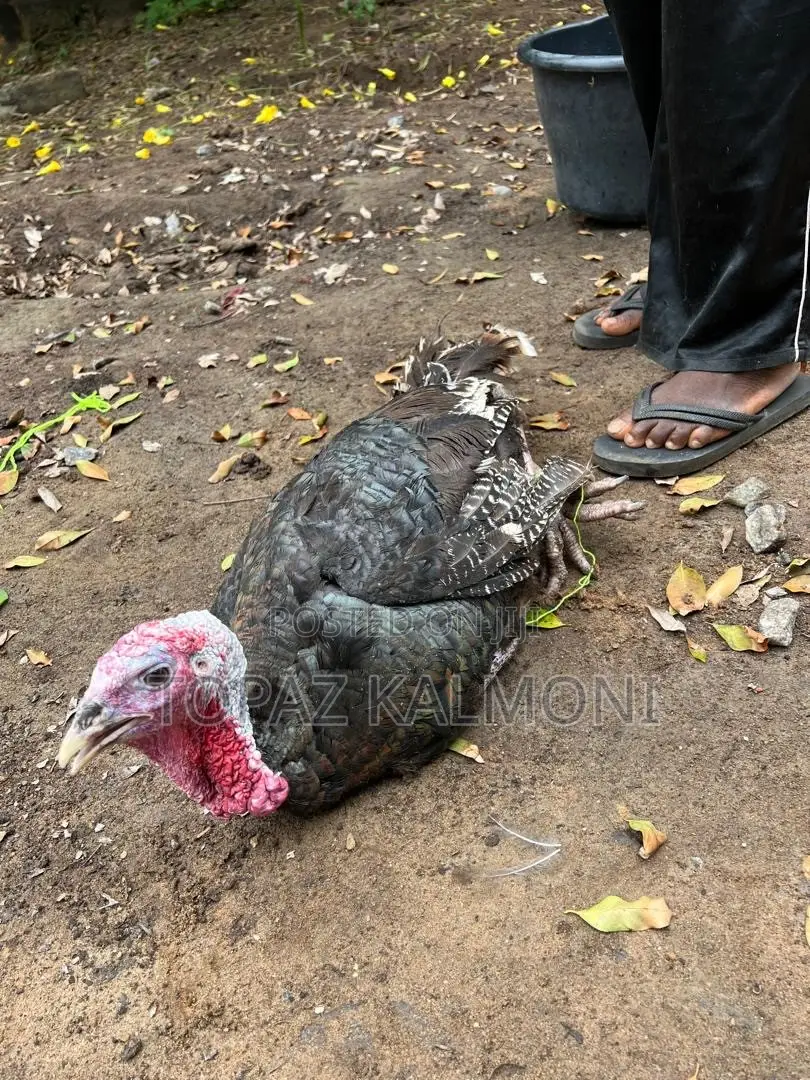 Turkey Organic Local