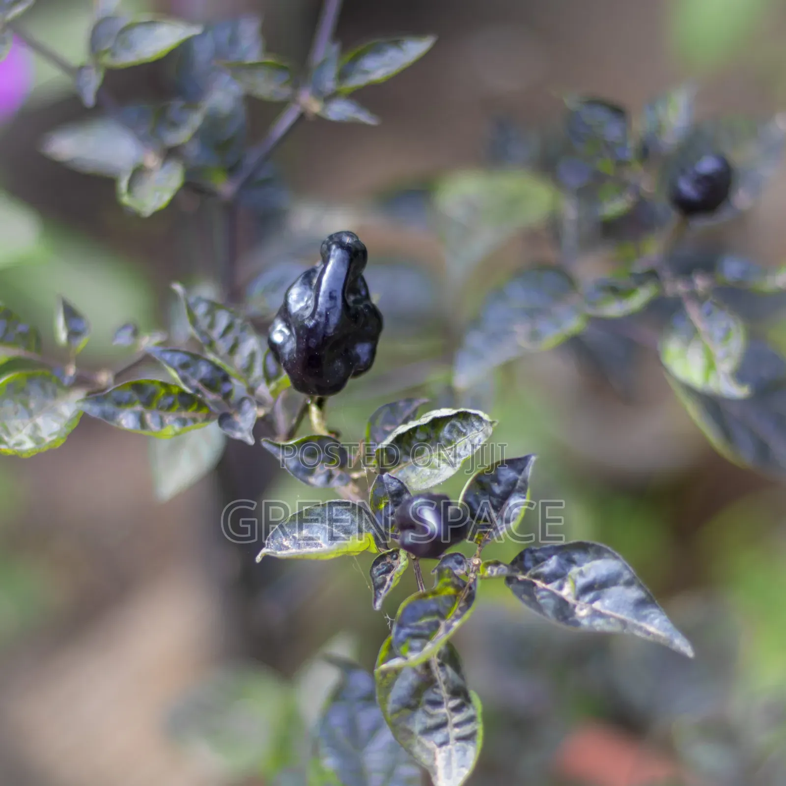 Black Habanero Pepper Seedlings