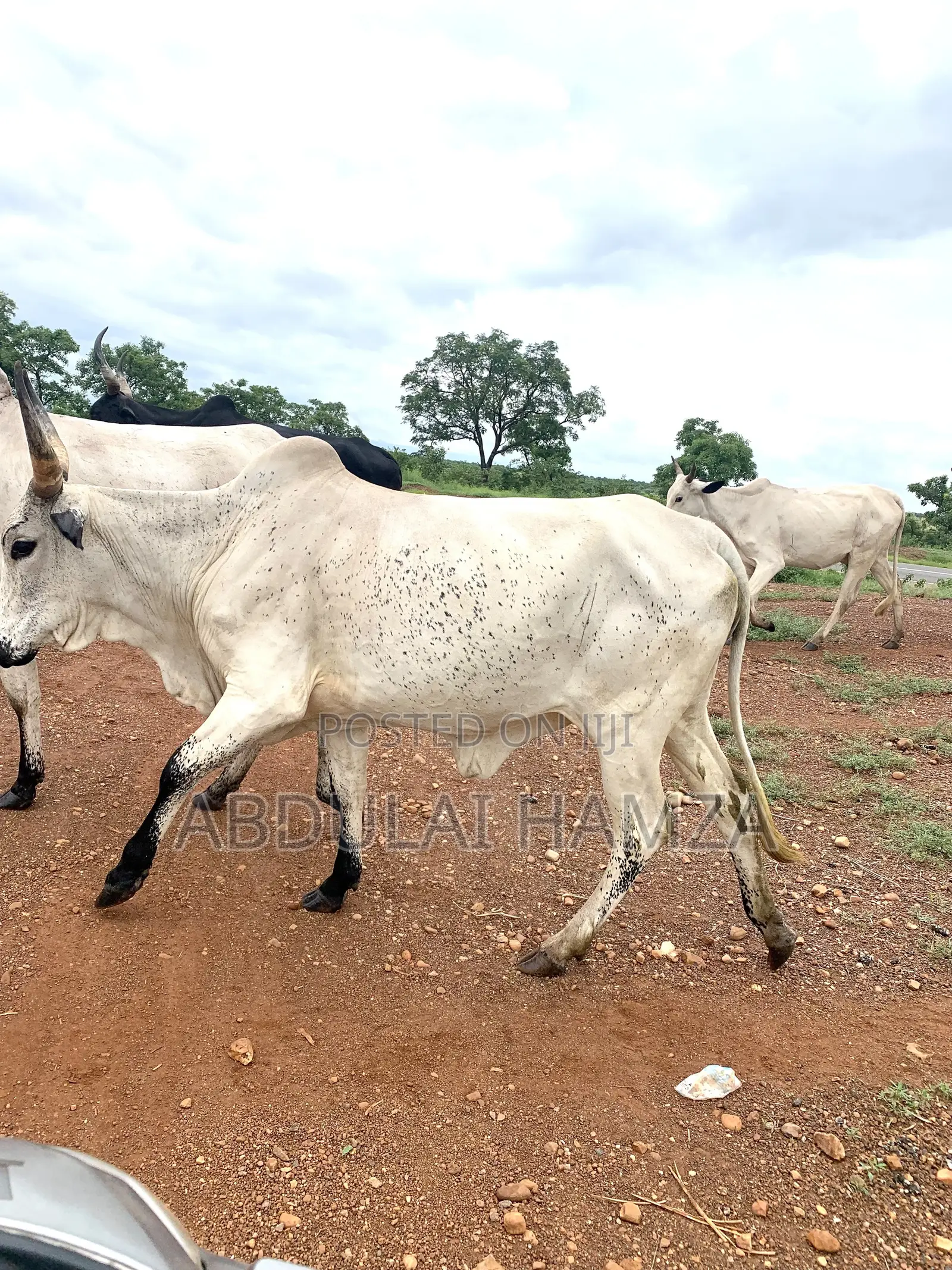Healthy Cow Available for Sale