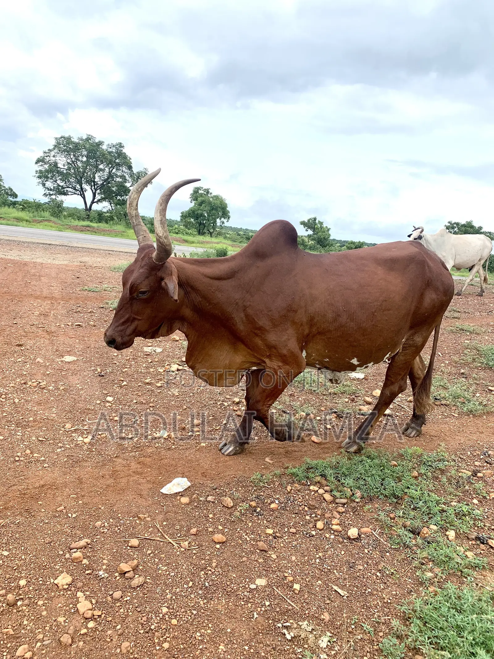 Healthy Cow Available for Sale