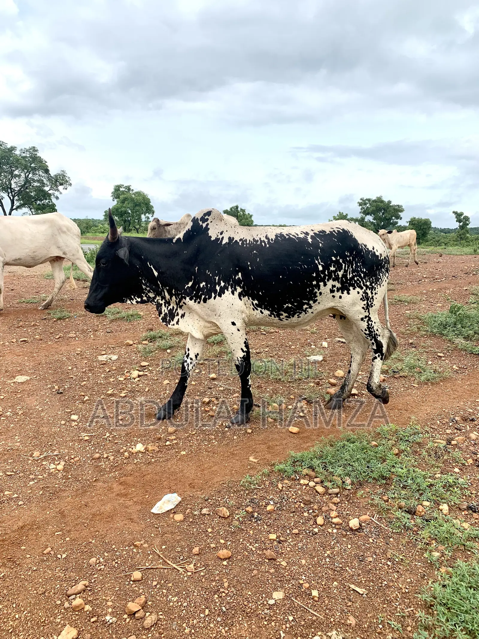 Healthy Cow Available for Sale