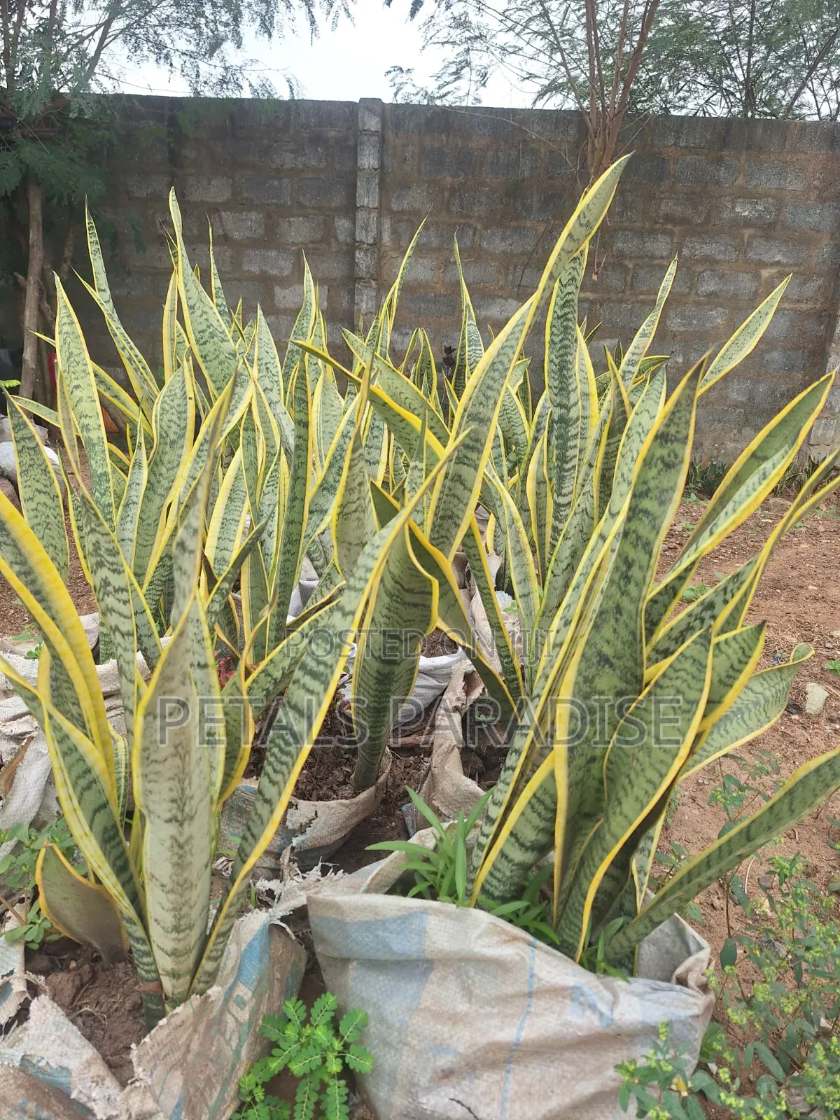 Snake Plant/ Sansevieria Plant for Sale