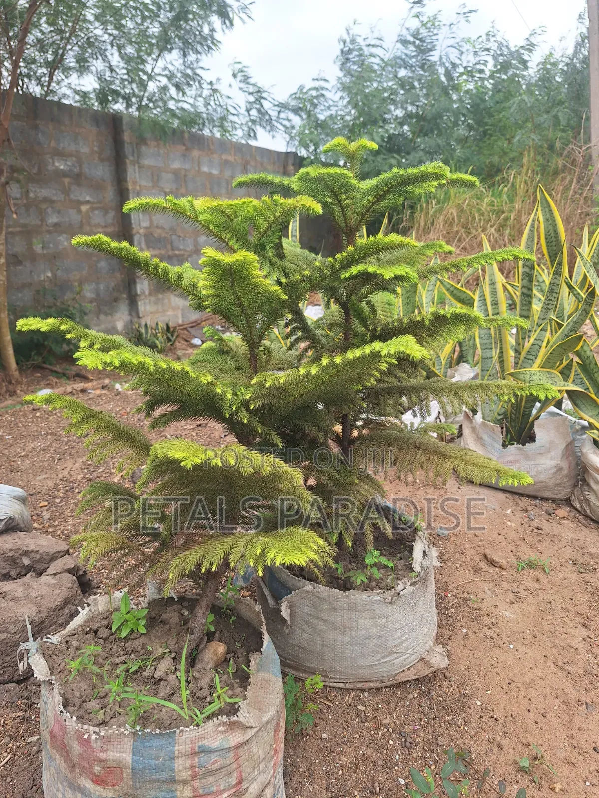 Araucaria/ Christmas Tree for Sale