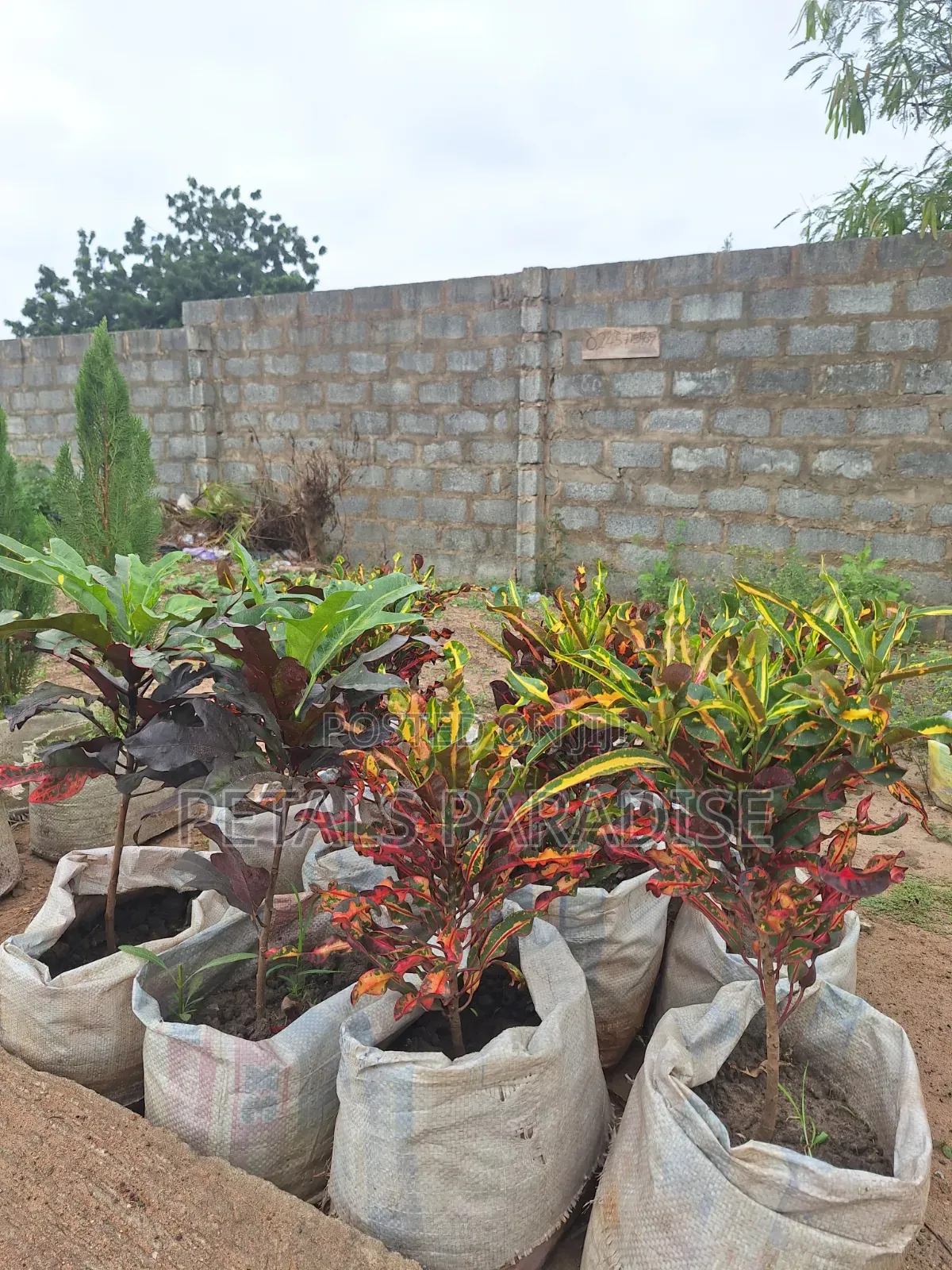 Croton for Sale