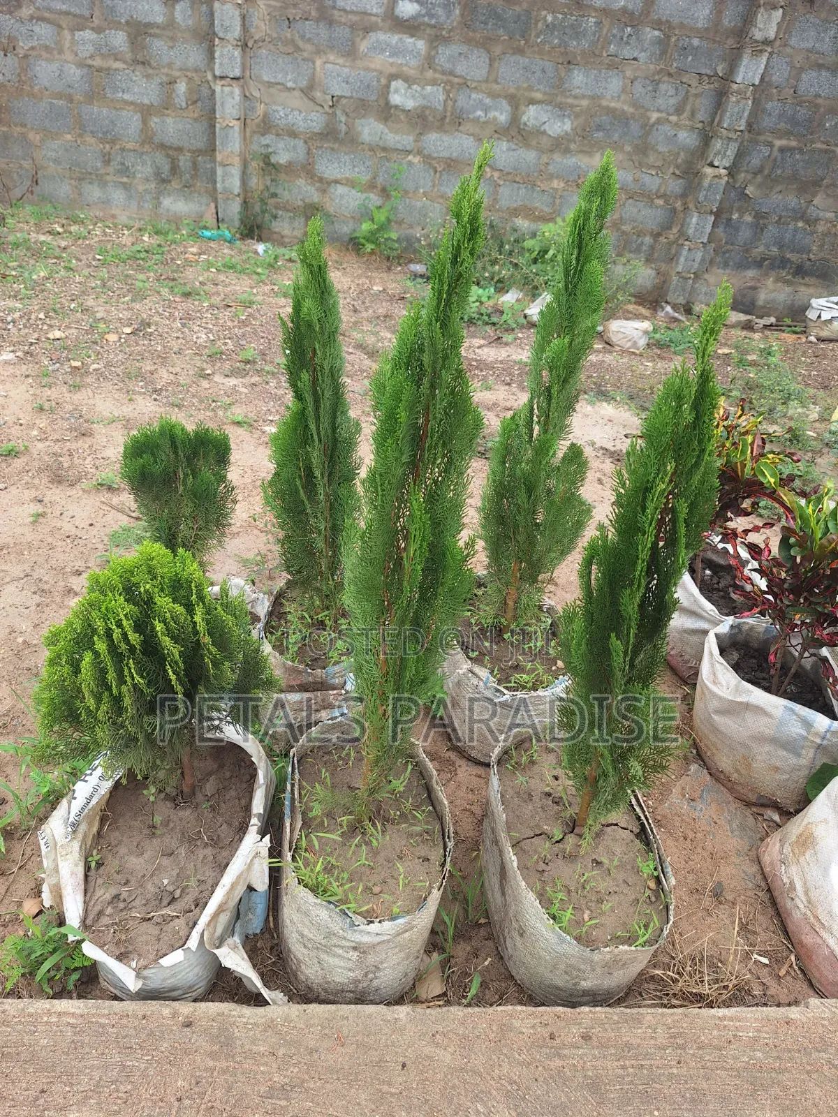 Thuja for Sale
