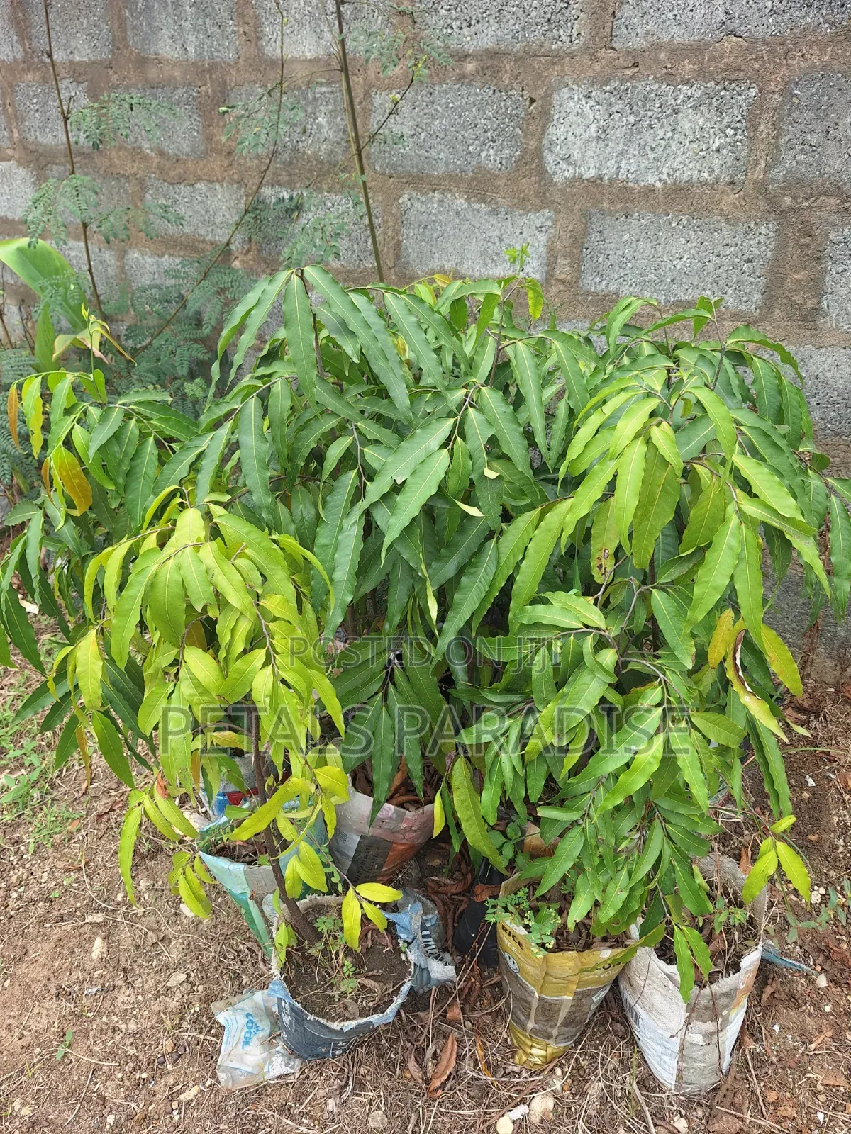 India Tree for Sale