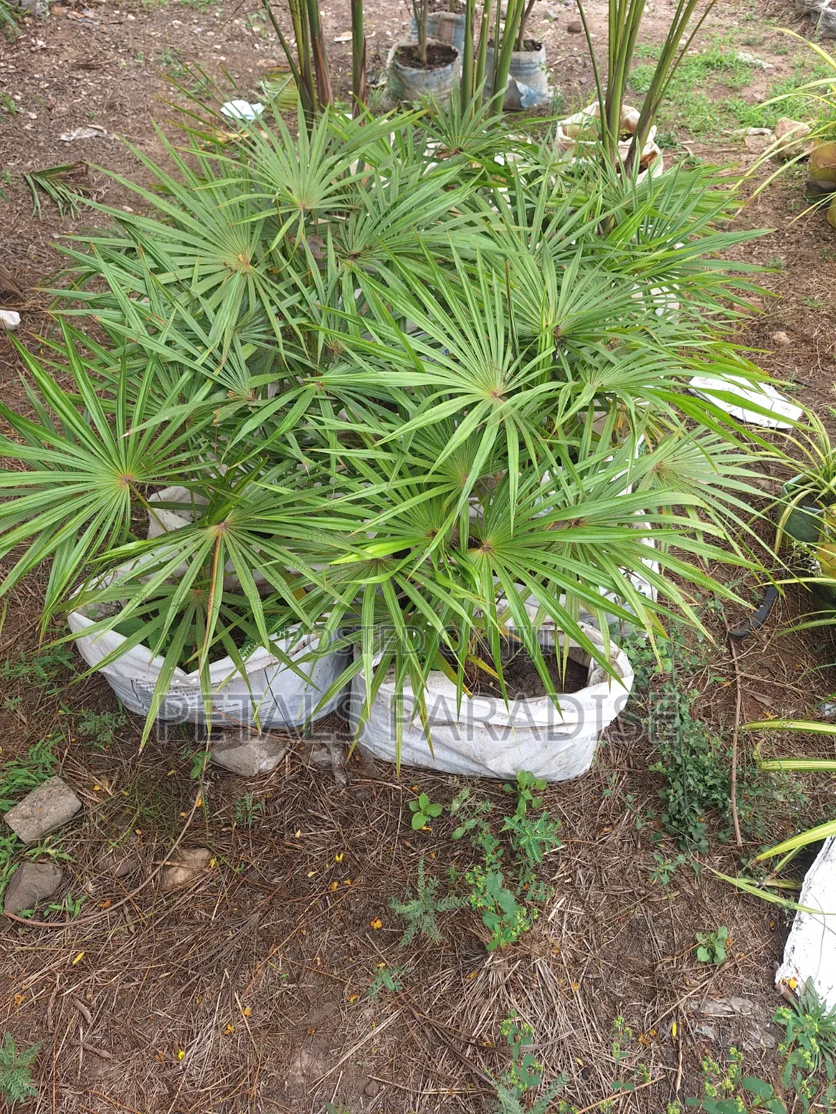 Finger Palm for Sale