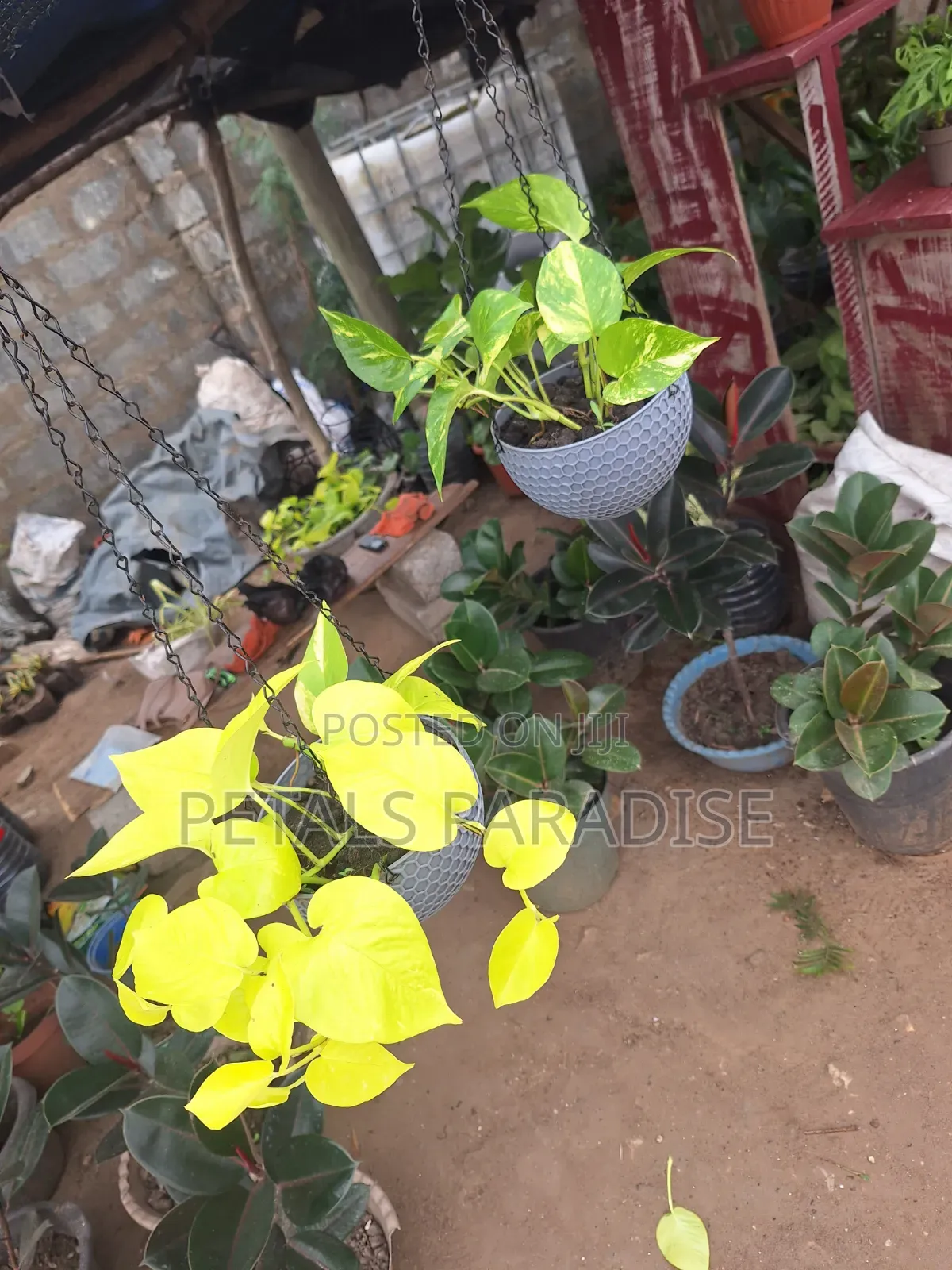 Pothos for Sale