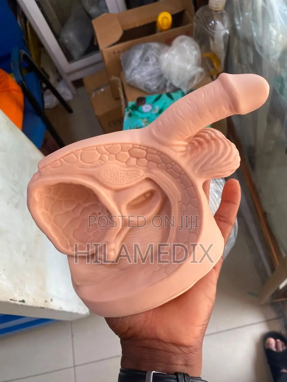 Male Reproductive System