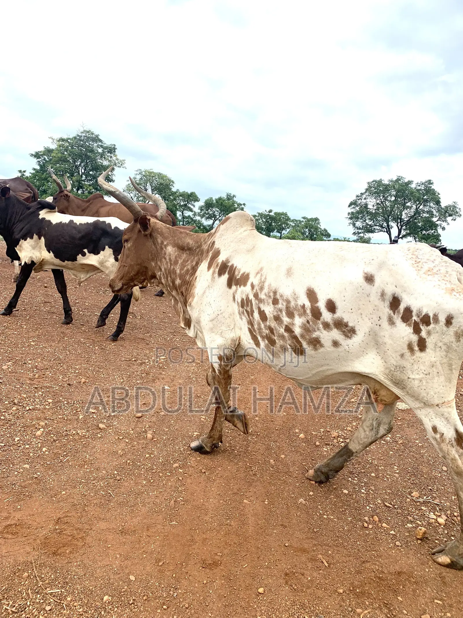 Healthy Cows for Sale