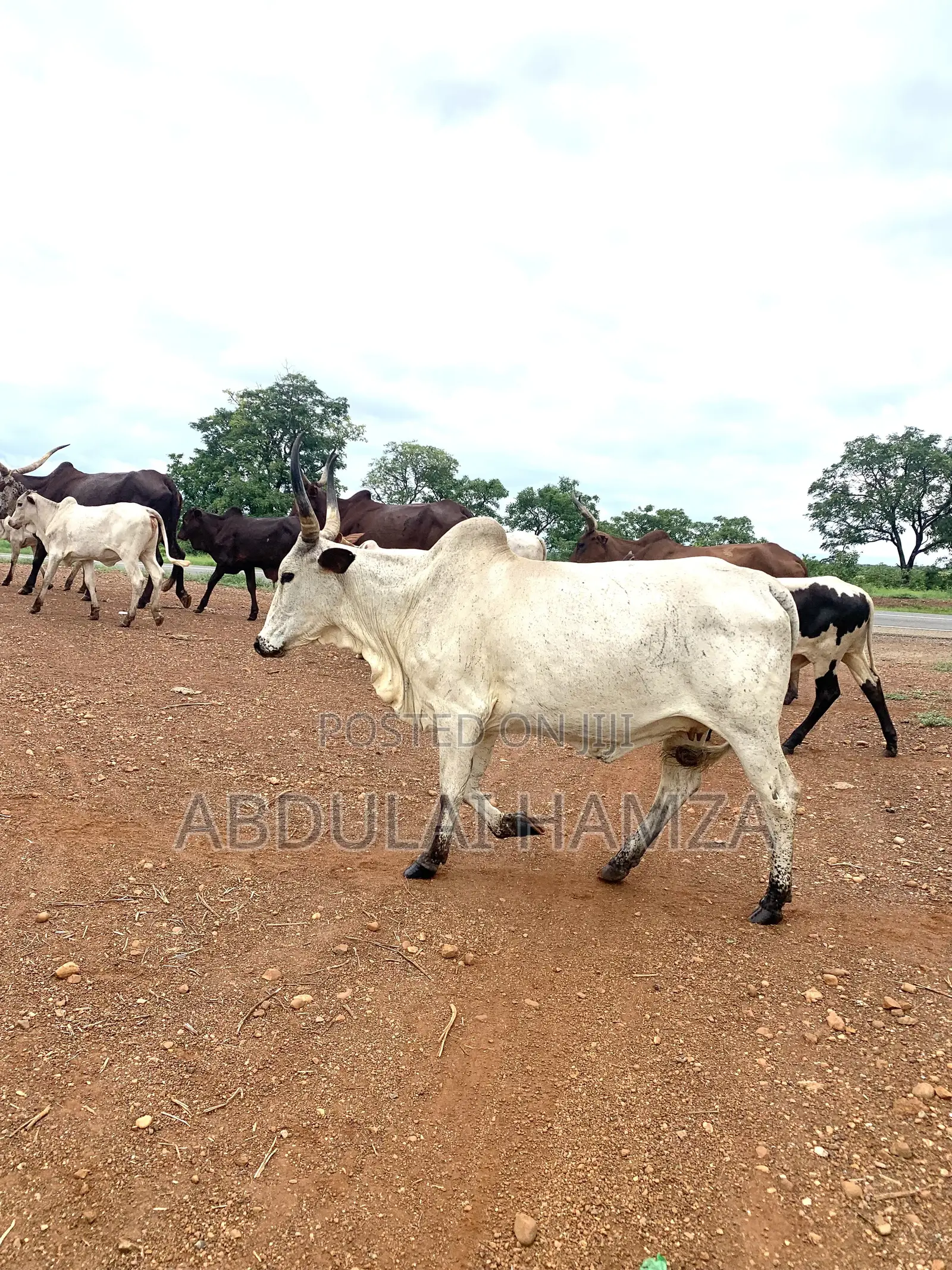 Healthy Cows for Sale