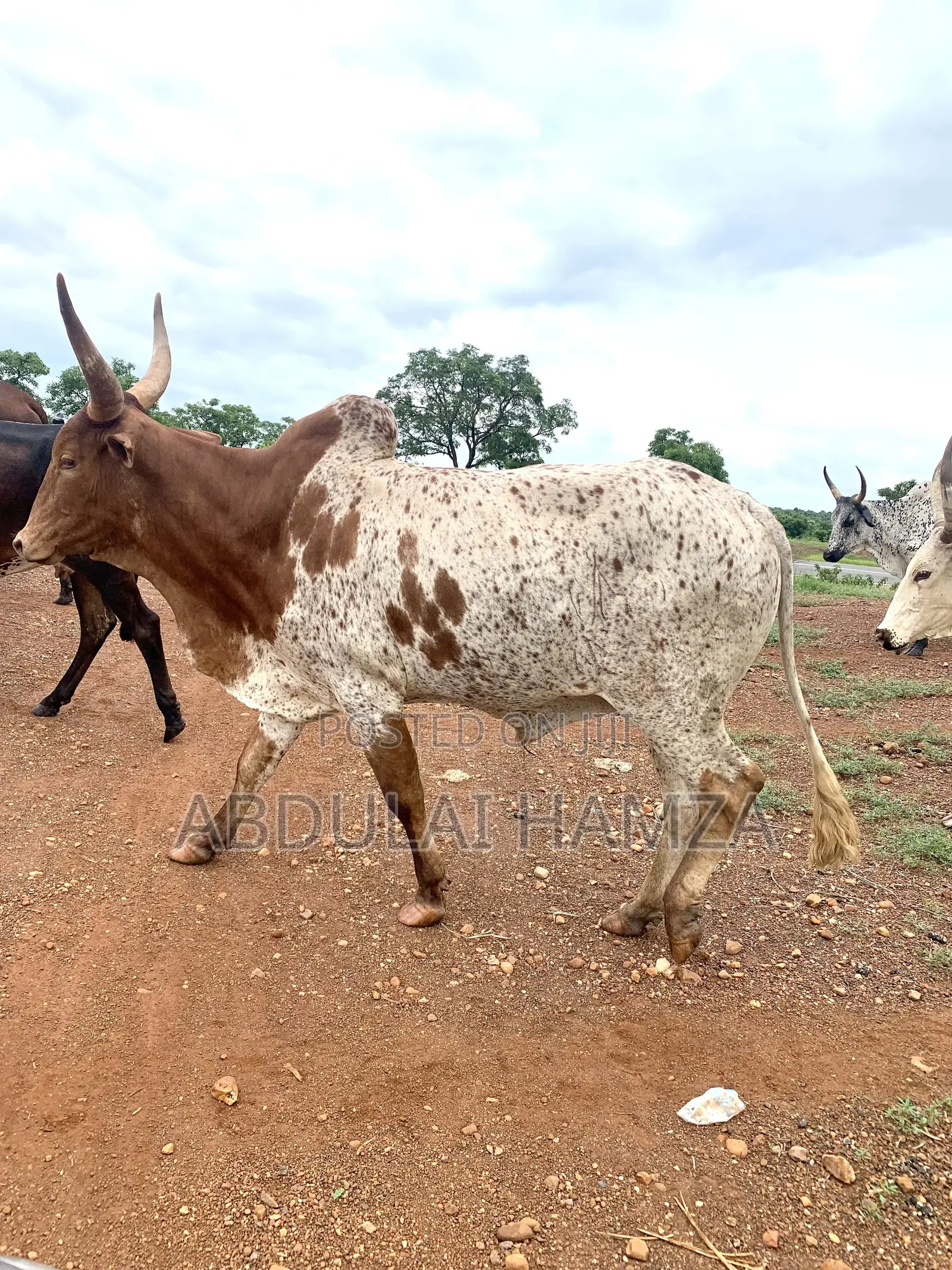 Healthy Cows for Sale