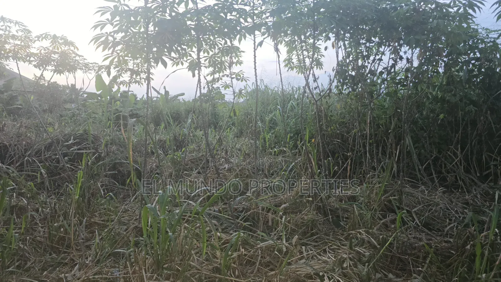 110*100 Land at Tanoso Dominase for Sale