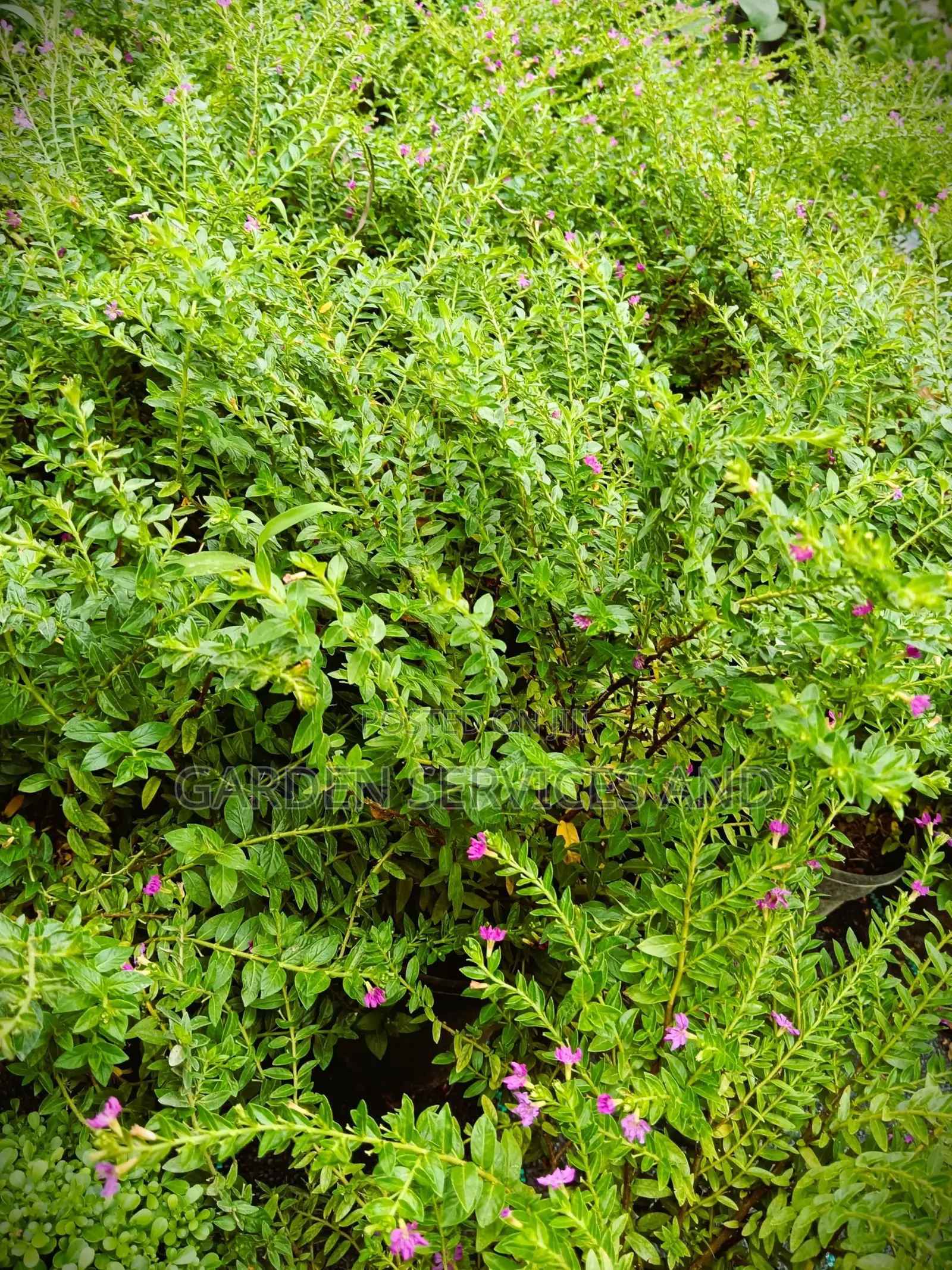 Cuphea Hyssopifolia Flower for Sale