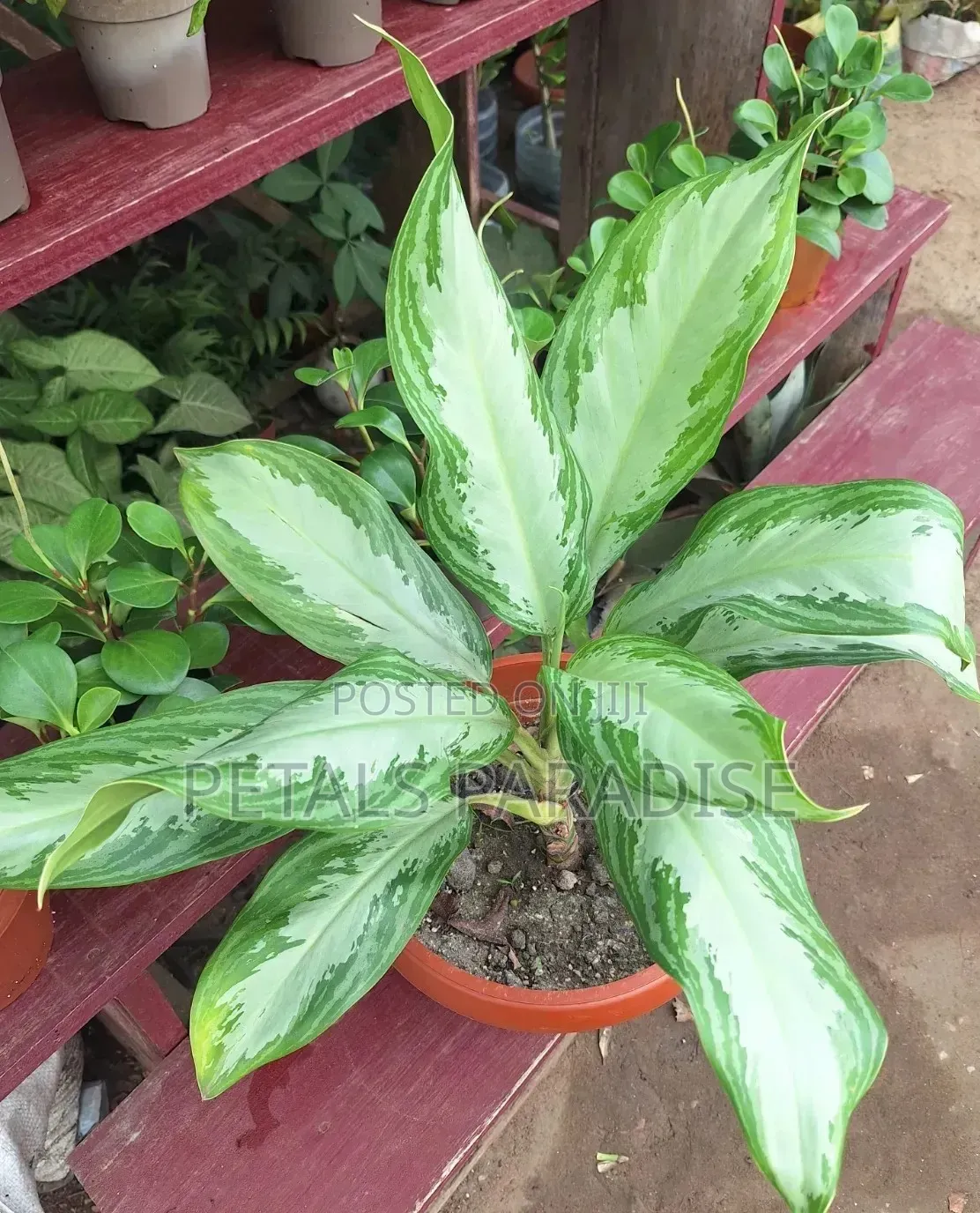 Aglaonema Silver Bay for Sale