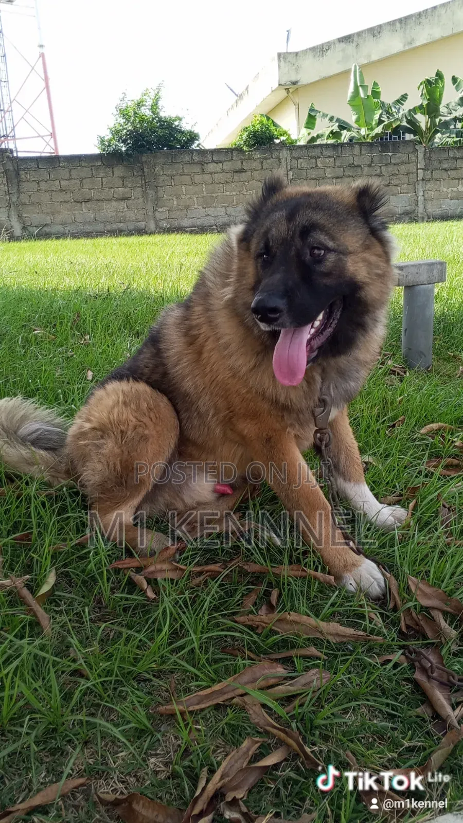 1+ year Male Purebred Caucasian Shepherd