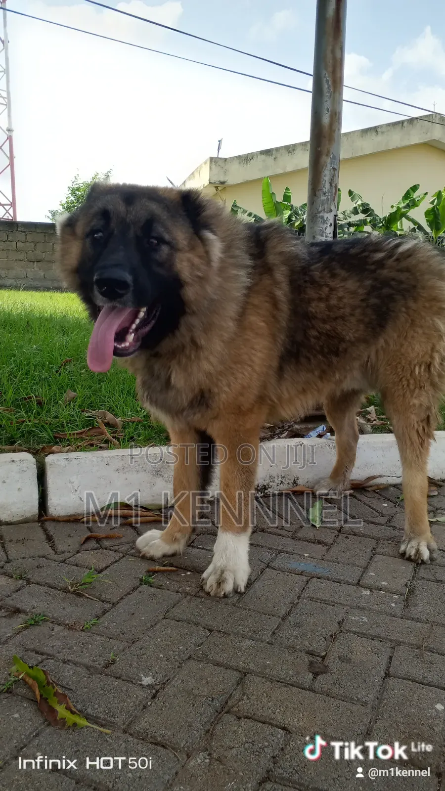 1+ year Male Purebred Caucasian Shepherd