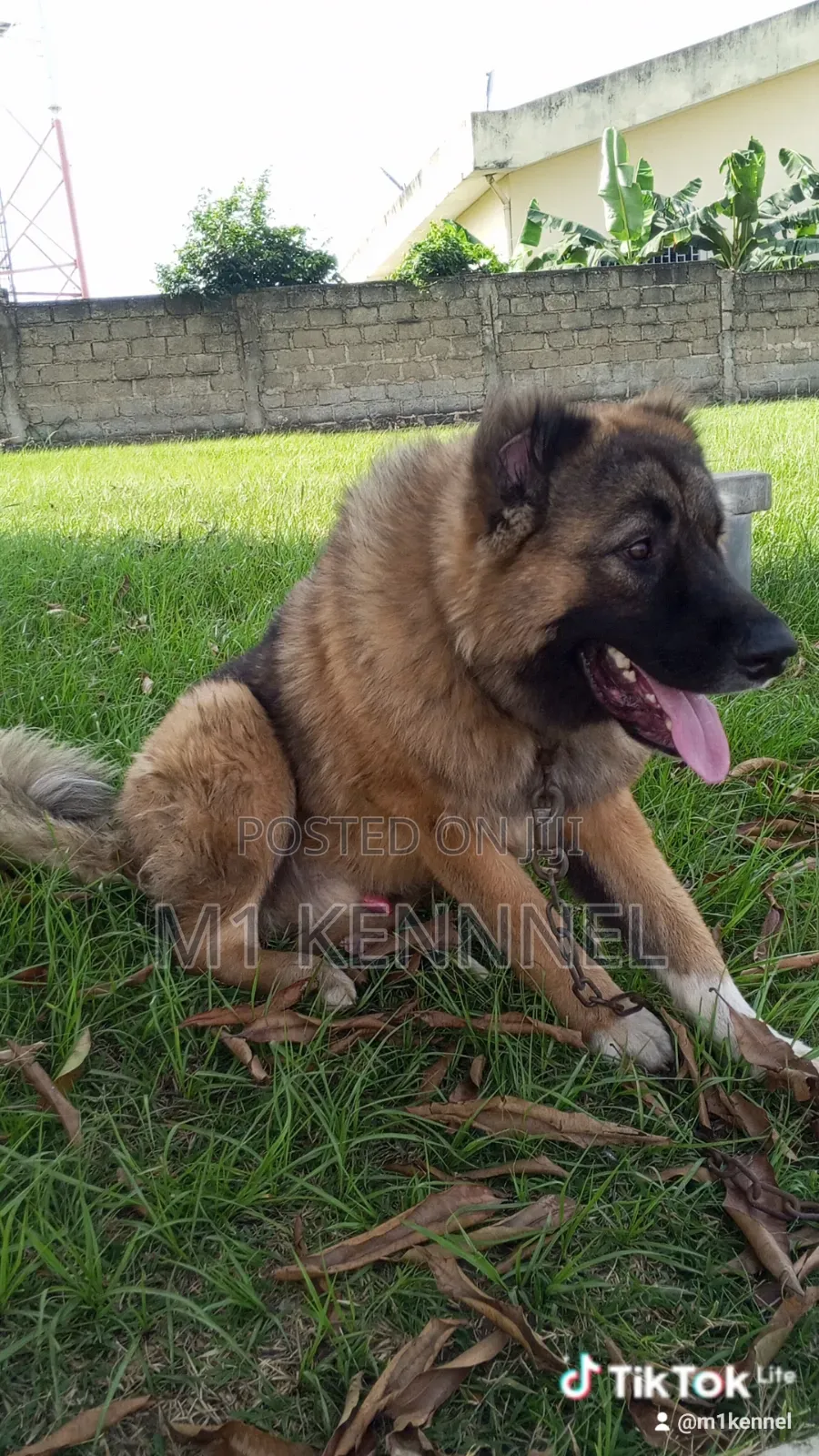 1+ year Male Purebred Caucasian Shepherd