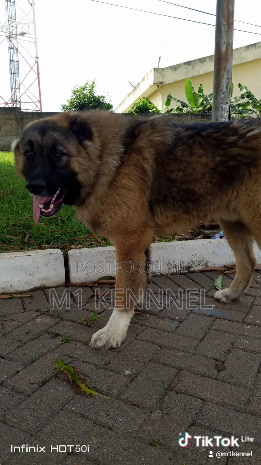 1+ year Male Purebred Caucasian Shepherd