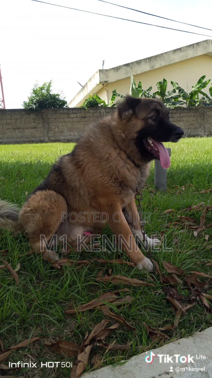 1+ year Male Purebred Caucasian Shepherd
