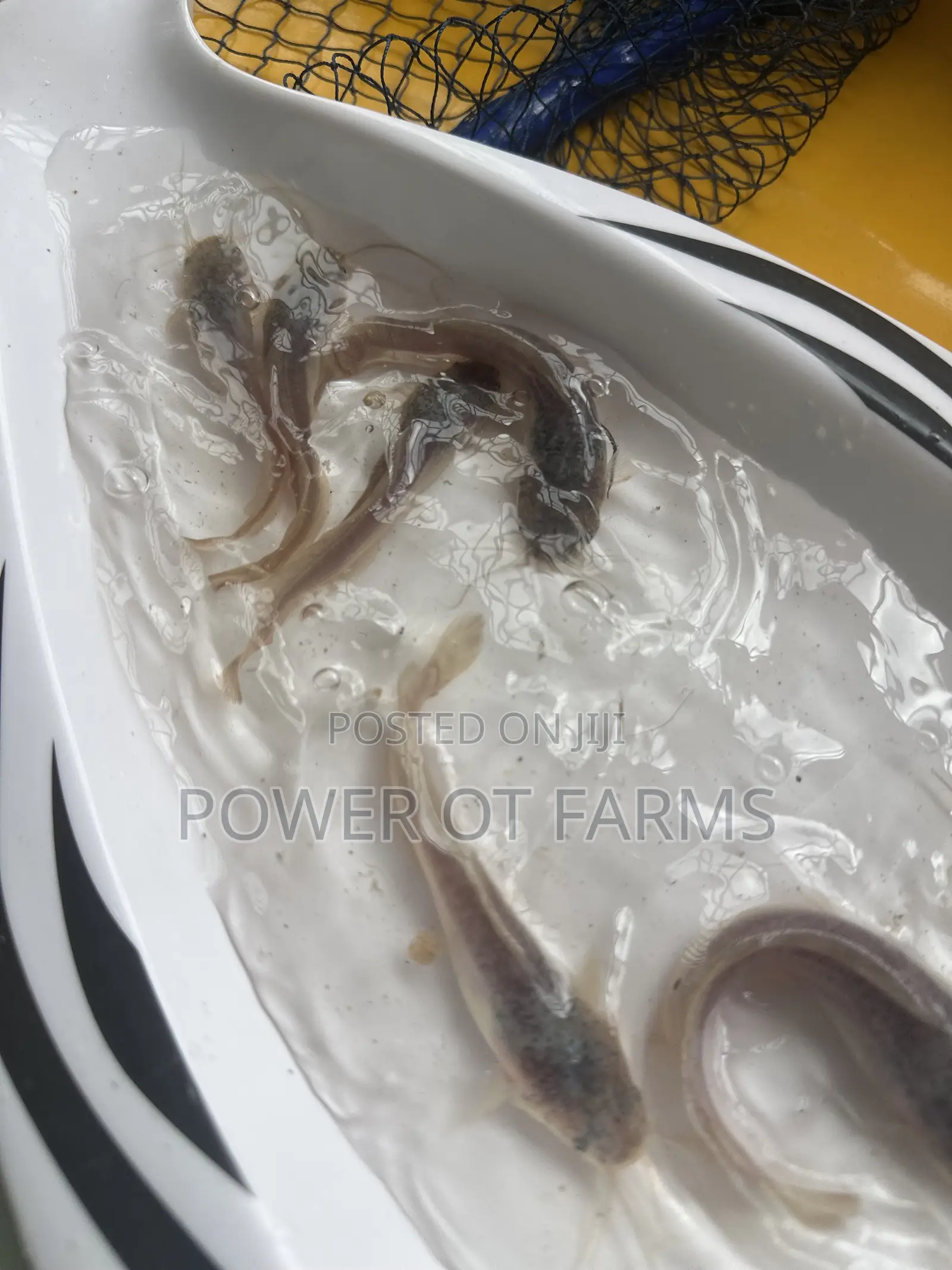 Catfish Fingerlings