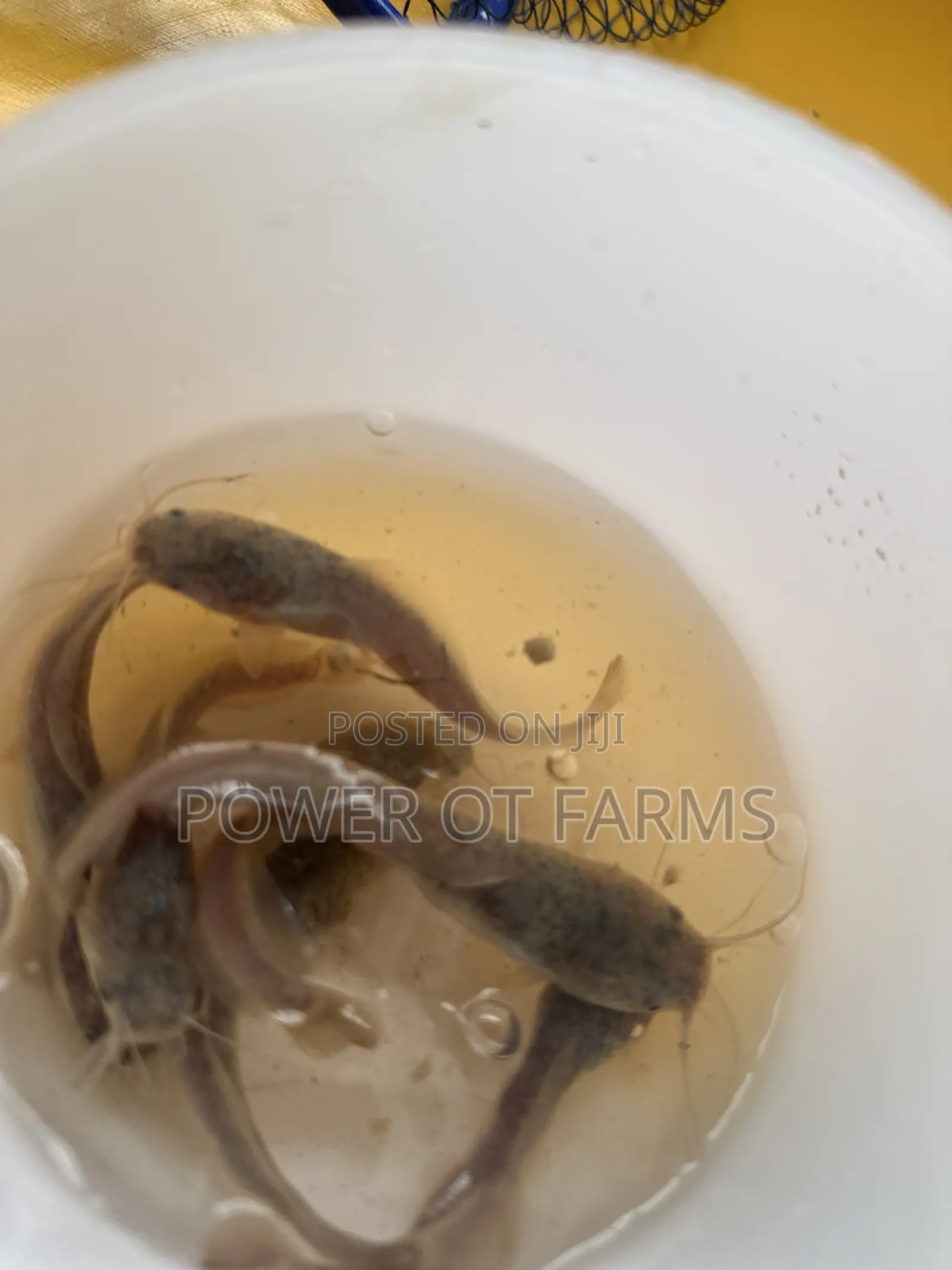 Catfish Fingerlings