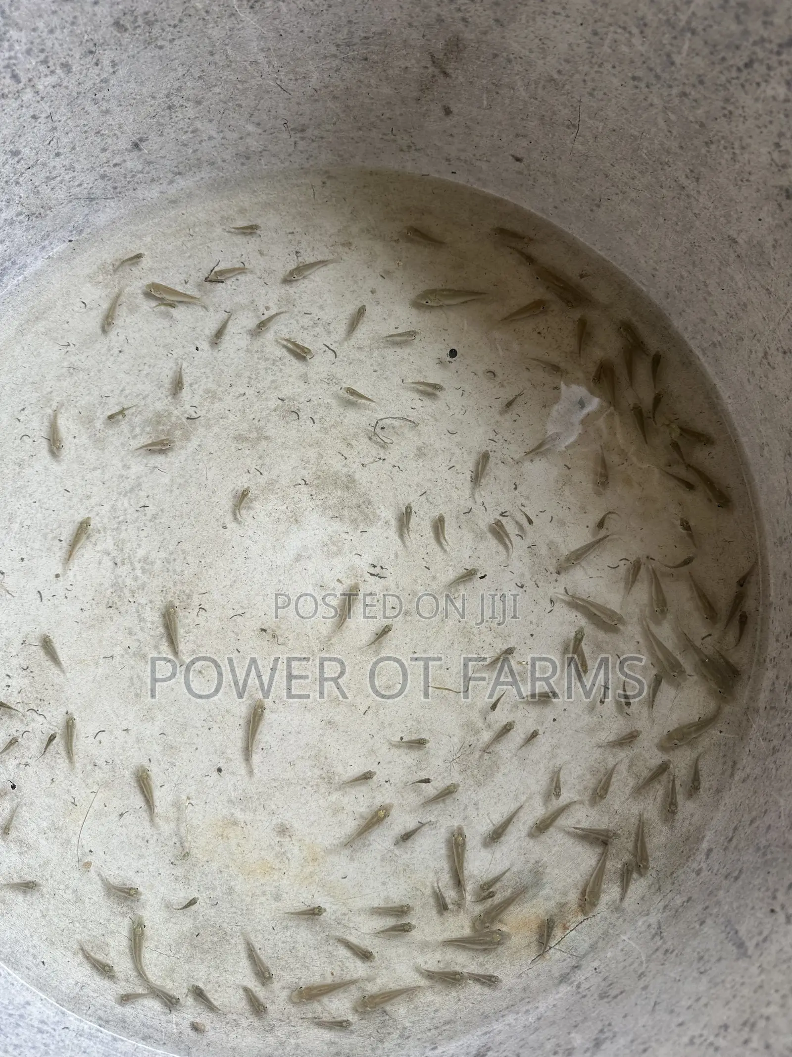 Tilapia Fingerlings