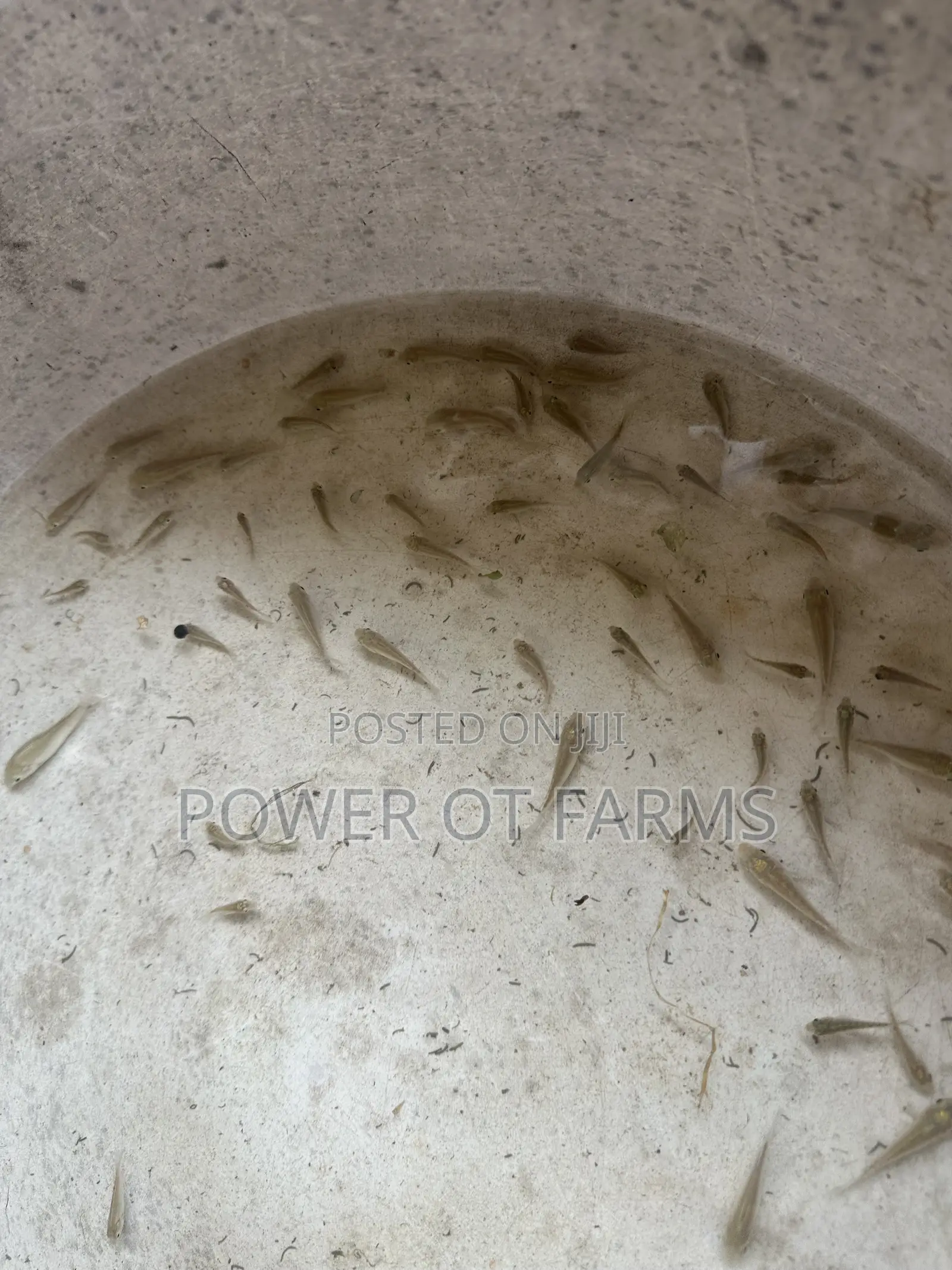 Tilapia Fingerlings
