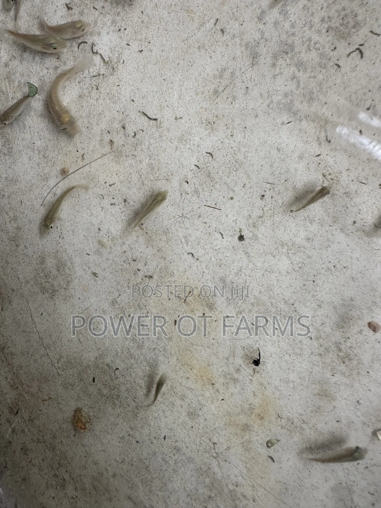 Tilapia Fingerlings