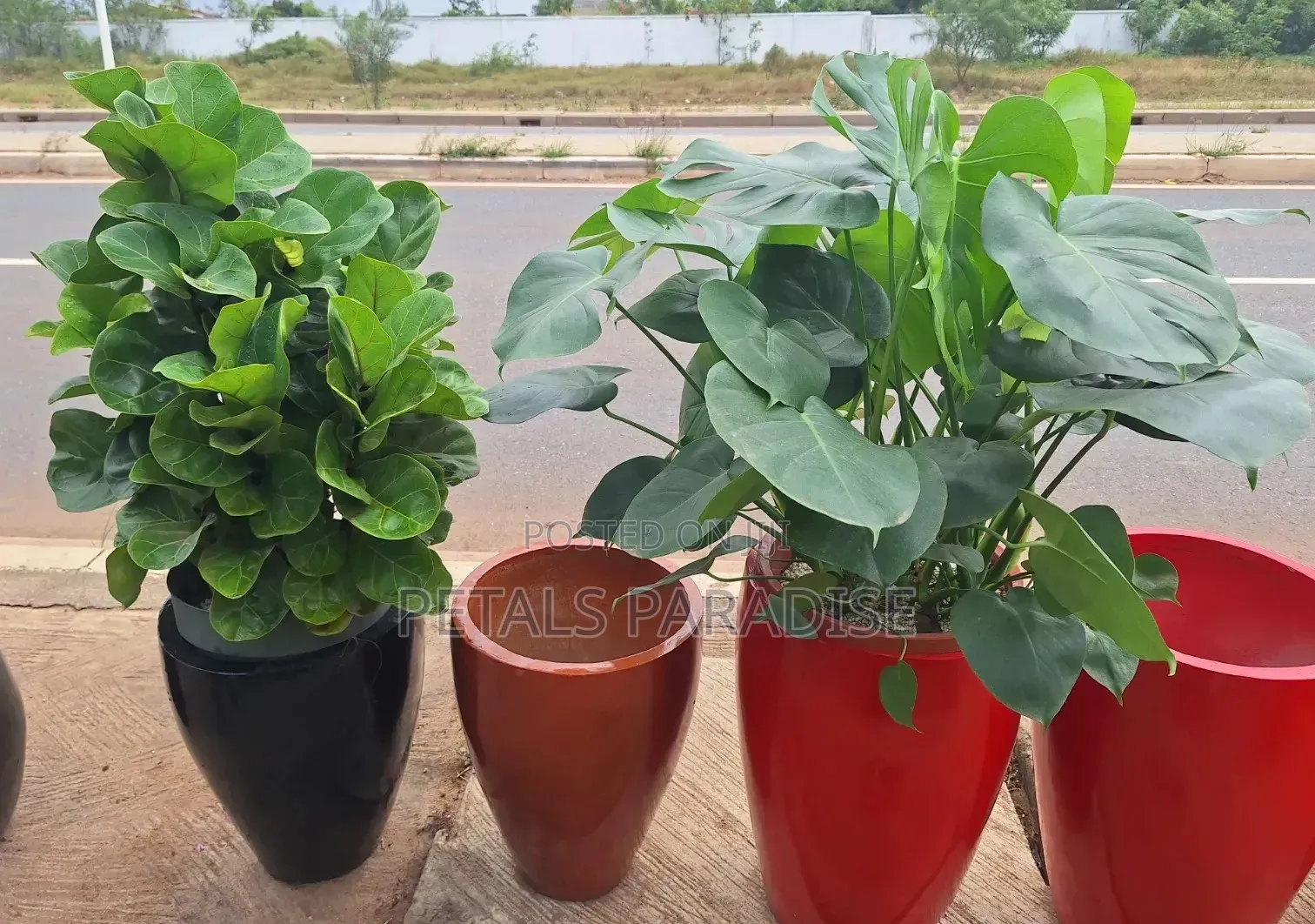 Flower Pot and Plant for Sale