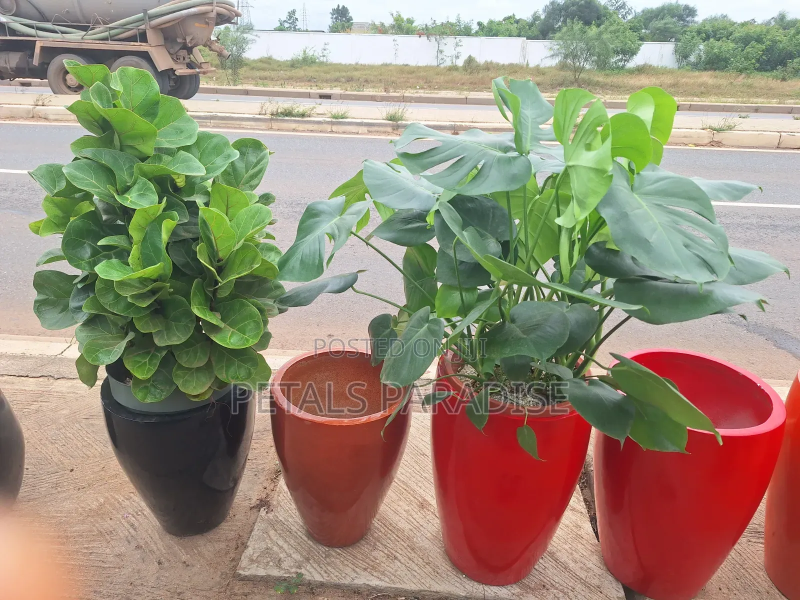 Flower Pot and Plant for Sale
