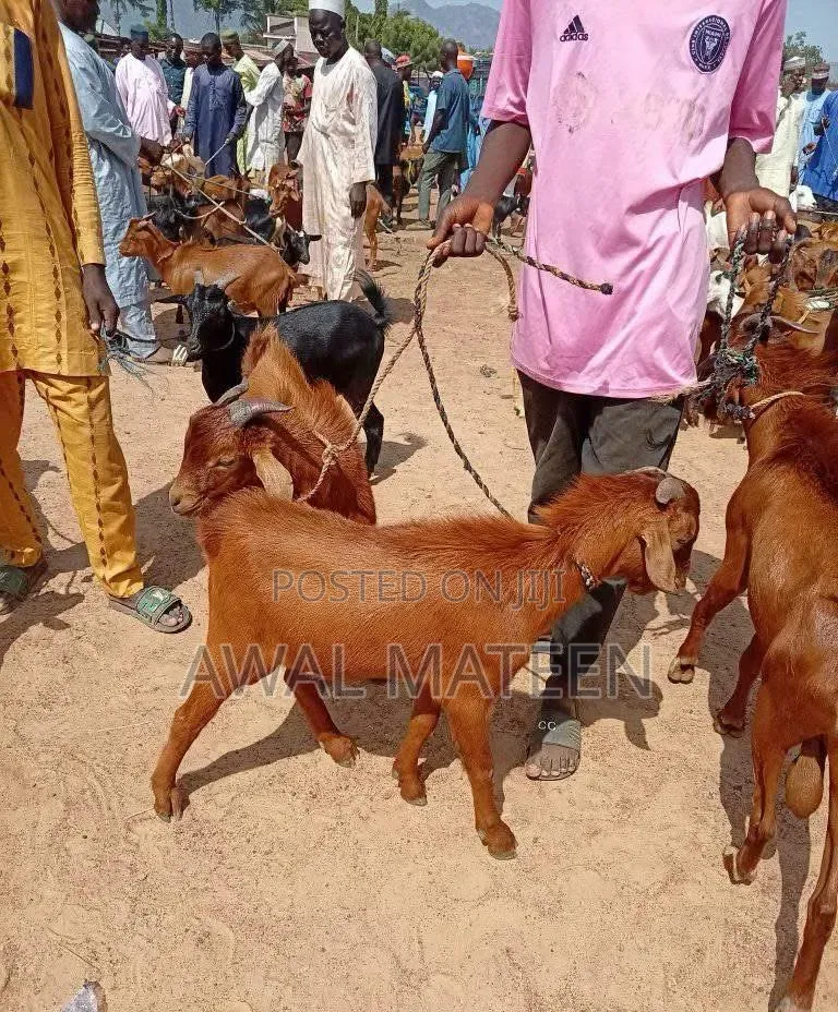 I Have 35 Young Goats for Affordable Price