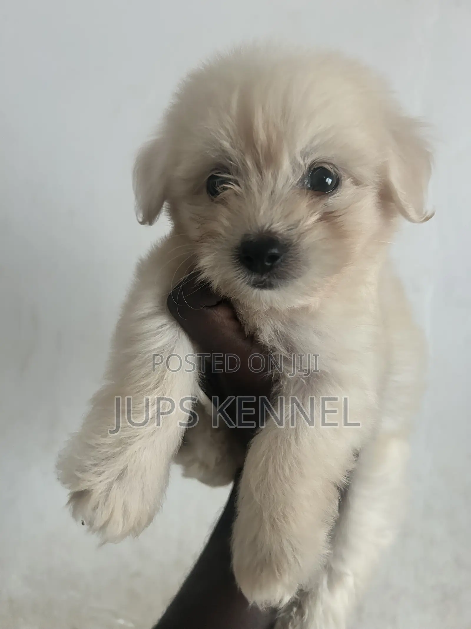 1-3 months Female Purebred Poodle