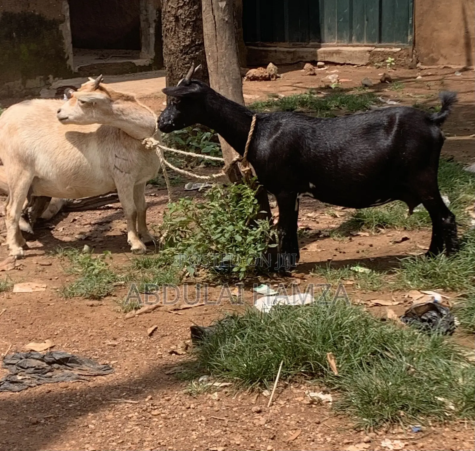 Healthy Goat’s Available for Sale