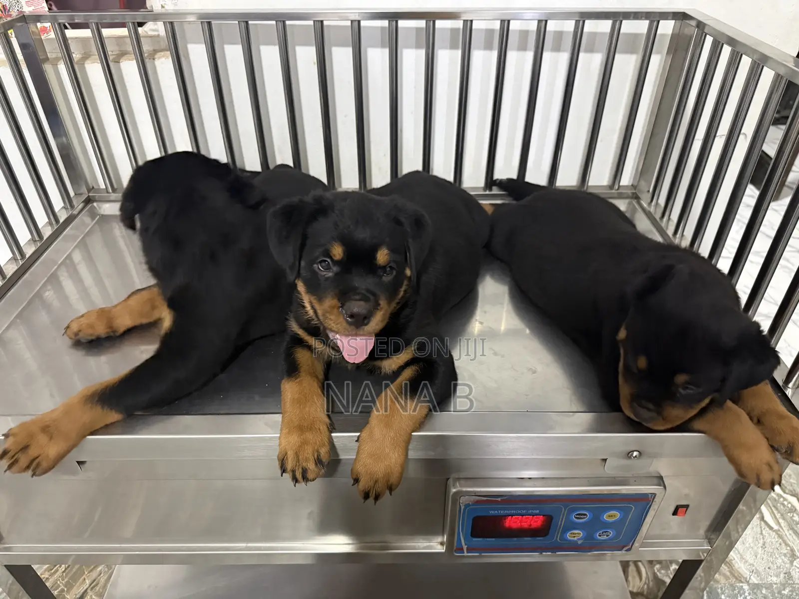 1-3 months Male Purebred Rottweiler
