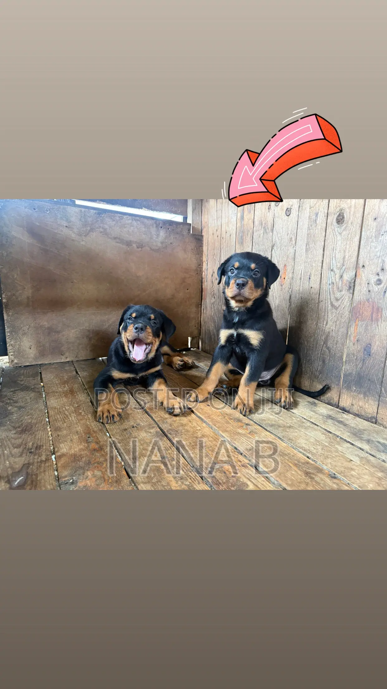 1-3 months Female Purebred Rottweiler