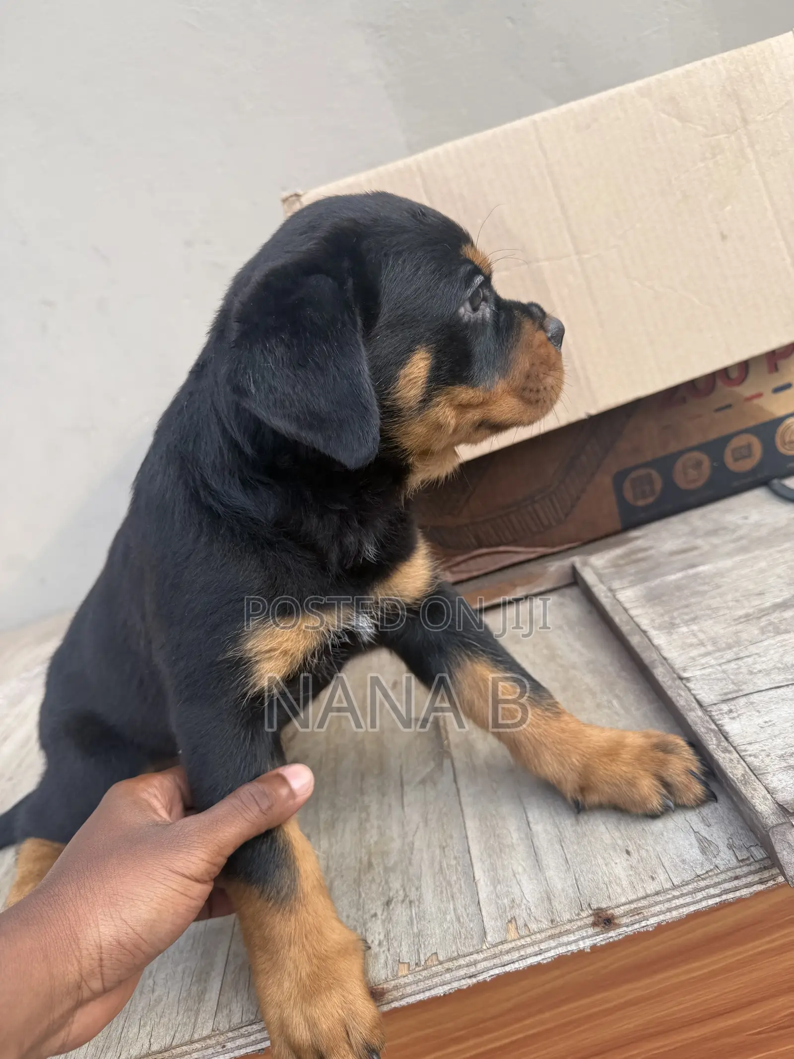 1-3 months Female Purebred Rottweiler