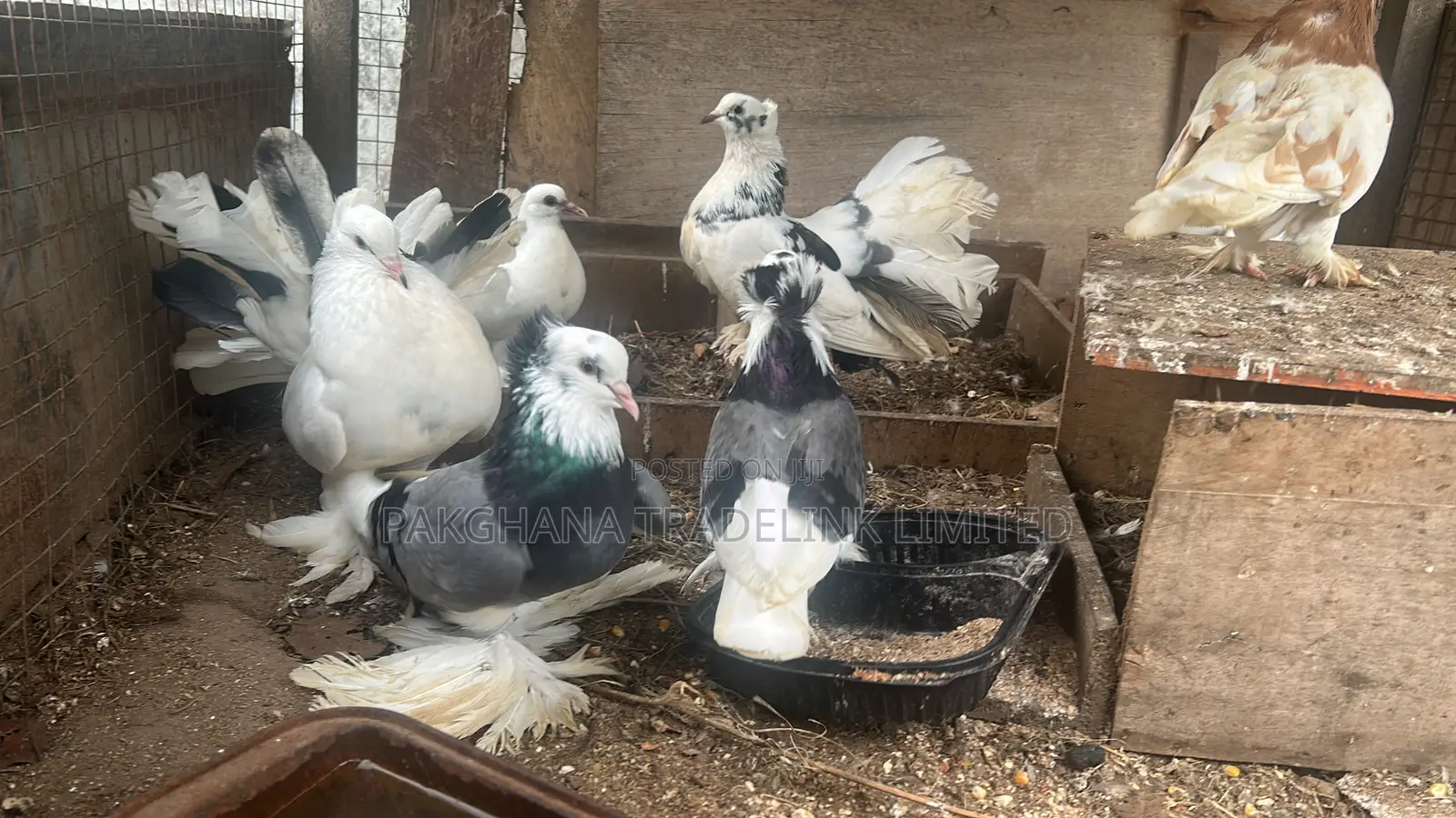 Indian Fantail and Lahore Pigeons