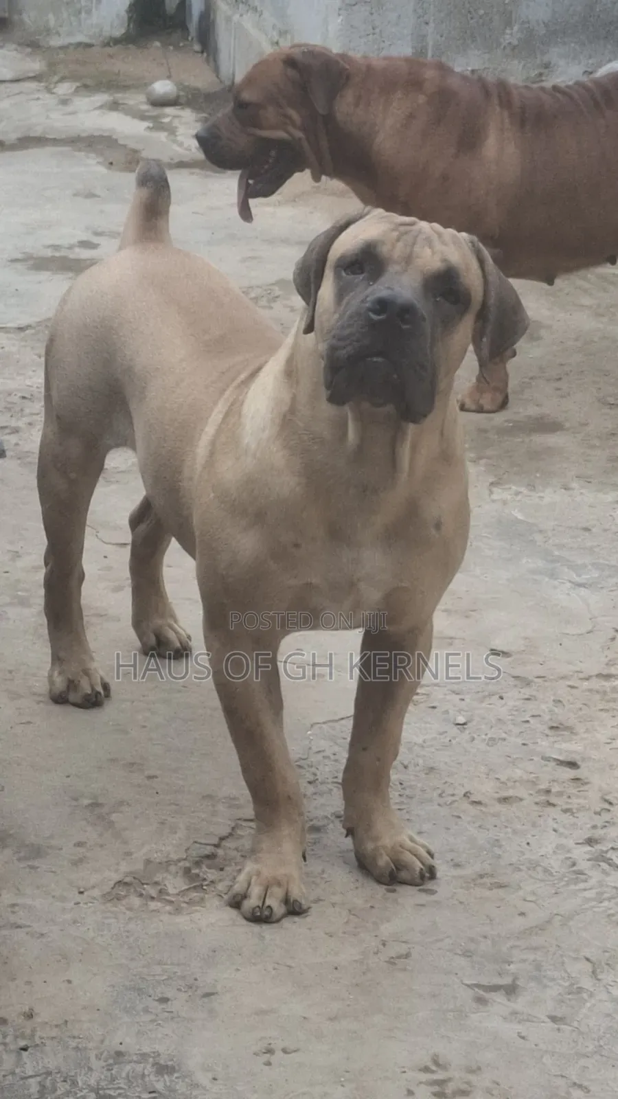 6-12 months Male Purebred Boerboel
