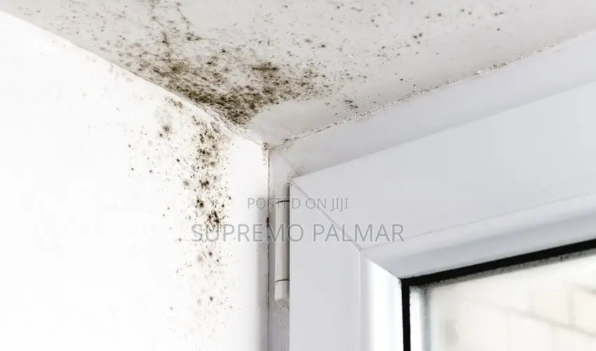 Mold & Algae Treatment for Cement Walls - 5L