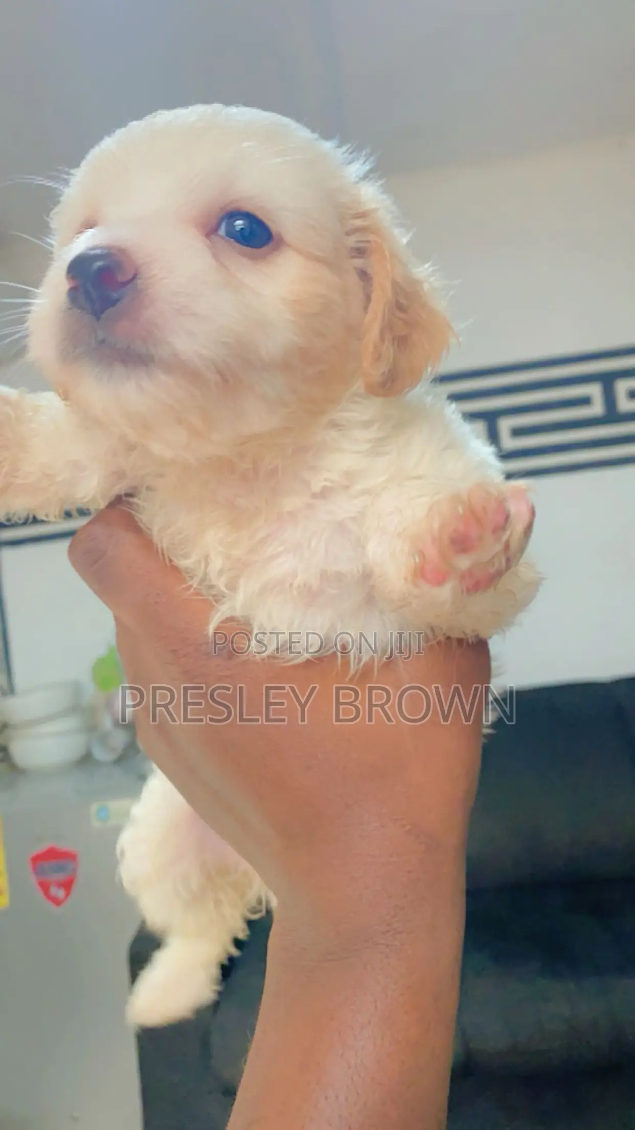 1-3 months Female Purebred Maltese